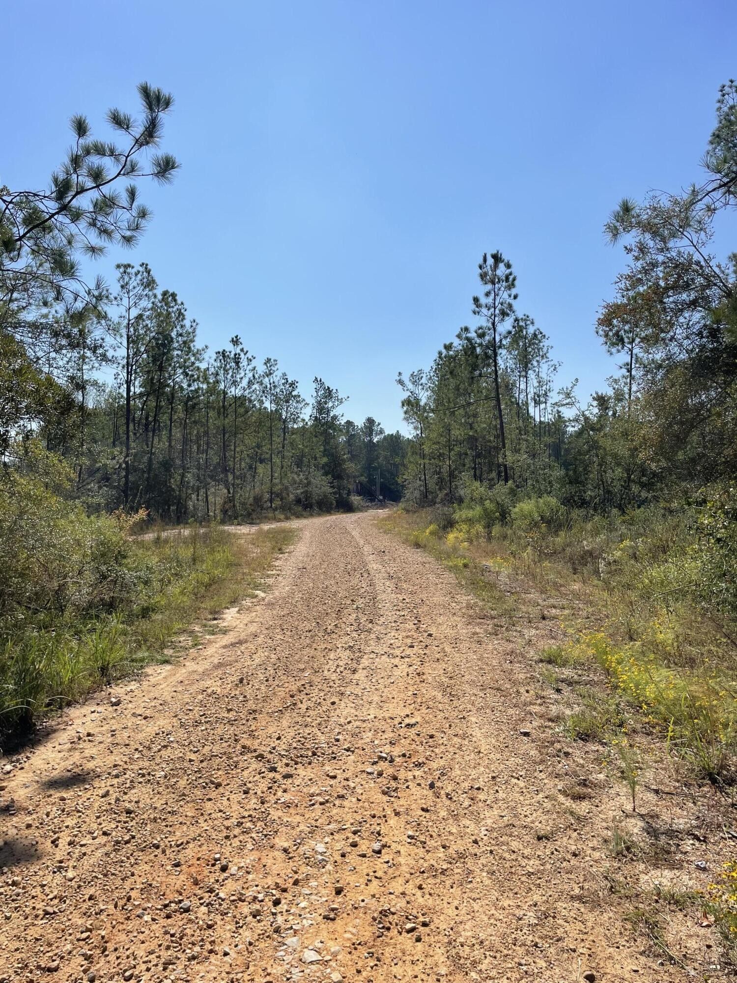 40 acres in Marion County, Mississippi