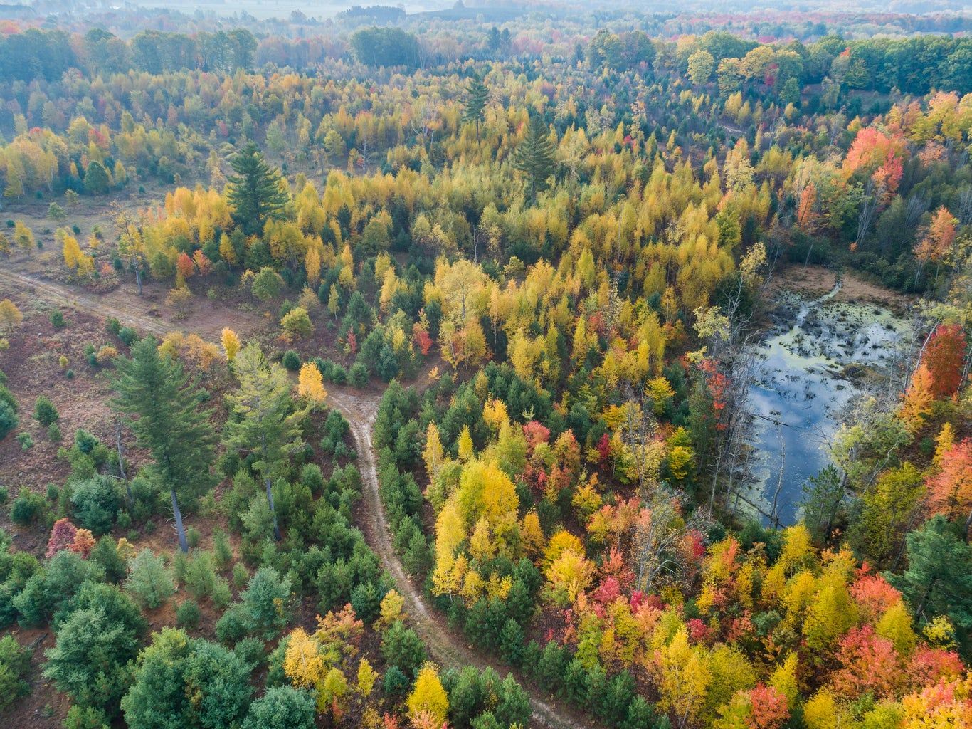 40 acres in Osceola County, Michigan