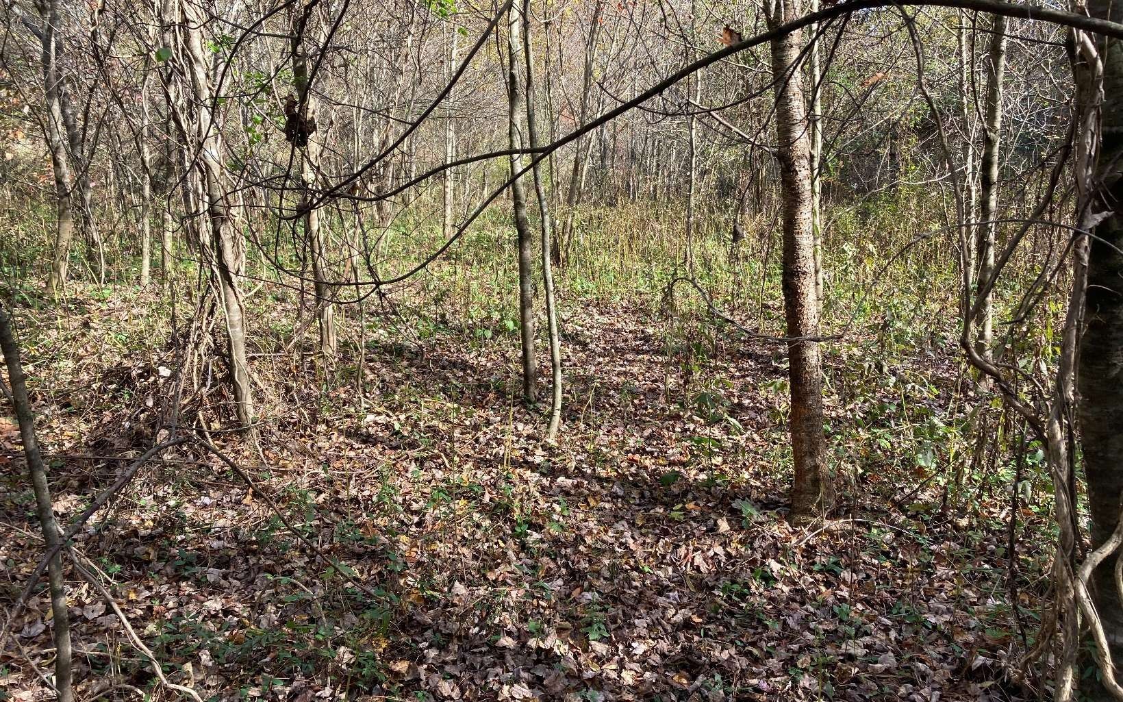2.3 acres in Cherokee County, North Carolina