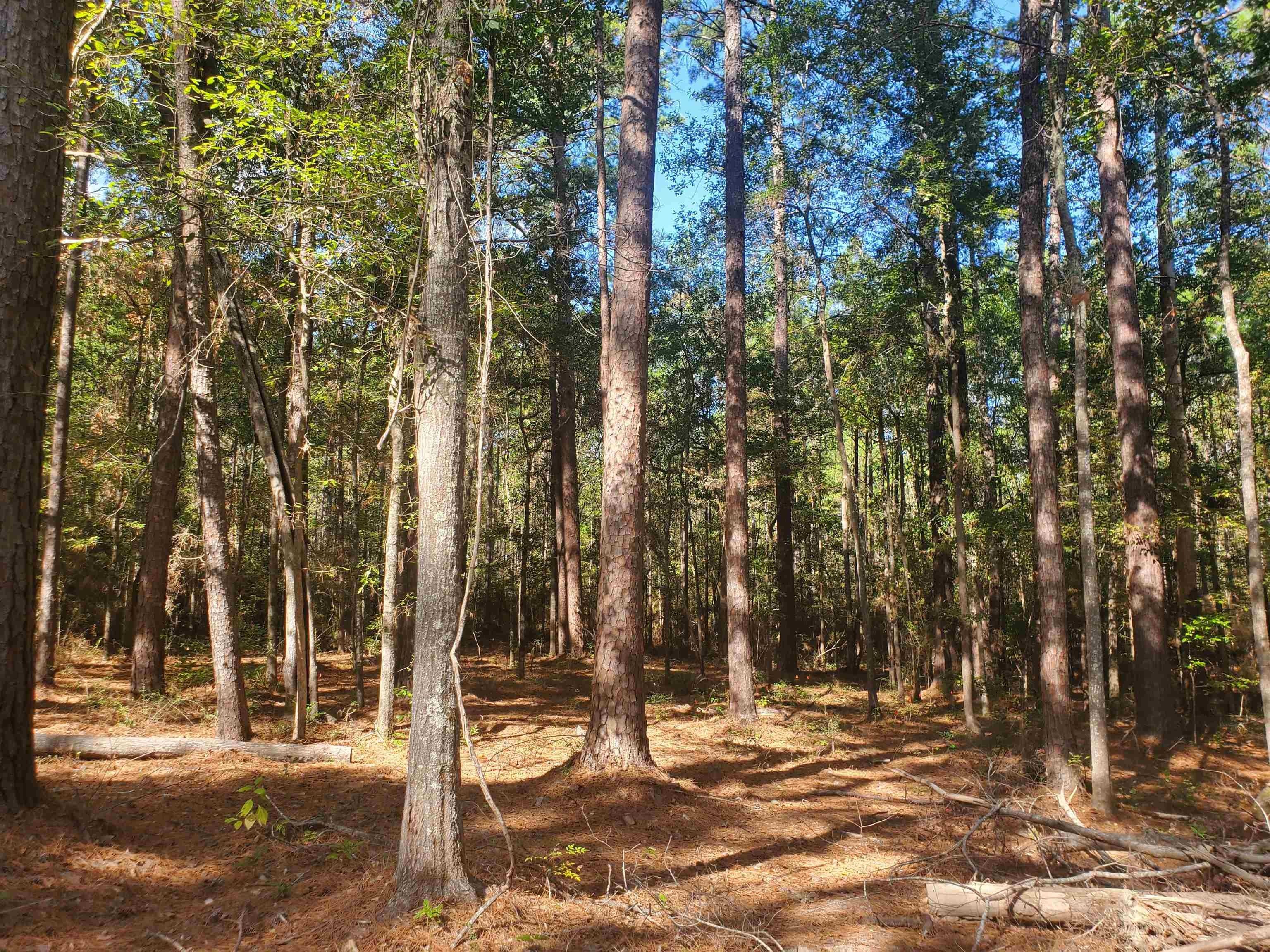 1.15 acres in Sabine County, Texas