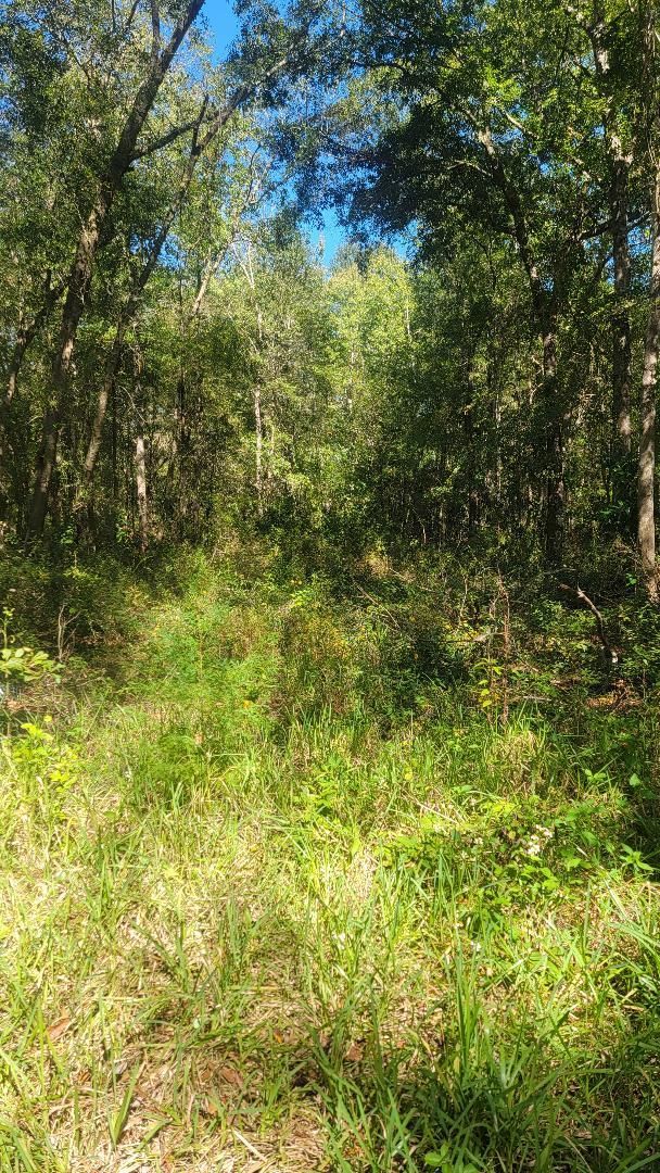 00 SE 101st Street, Hampton, FL 32044 MLS 2.05 High & Dry Acres! {A