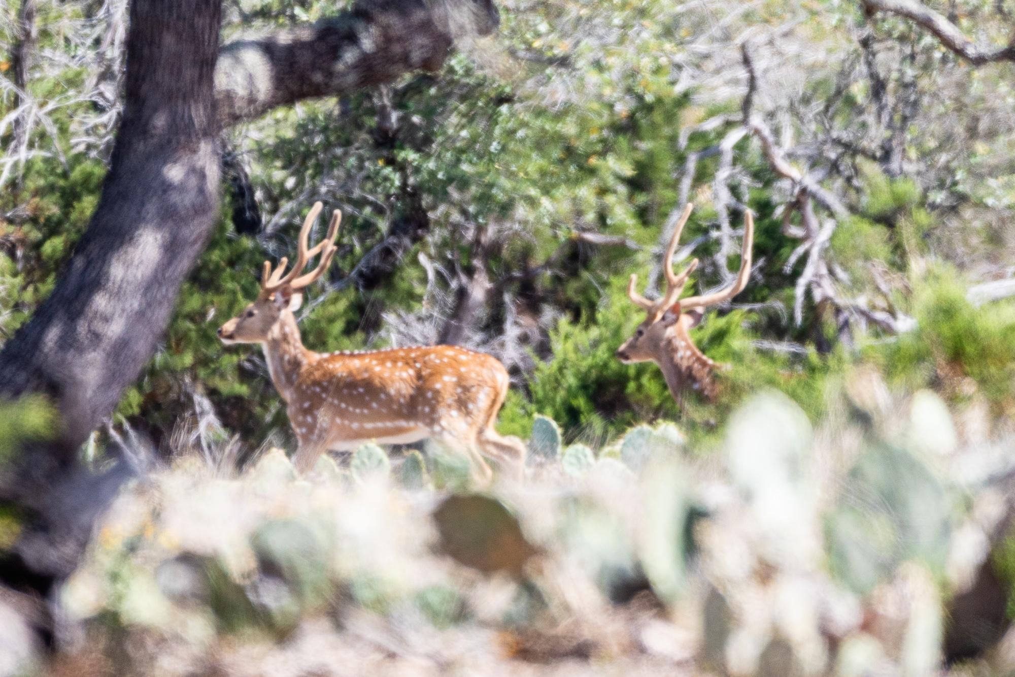 Hwy 41, Rocksprings, TX 78880