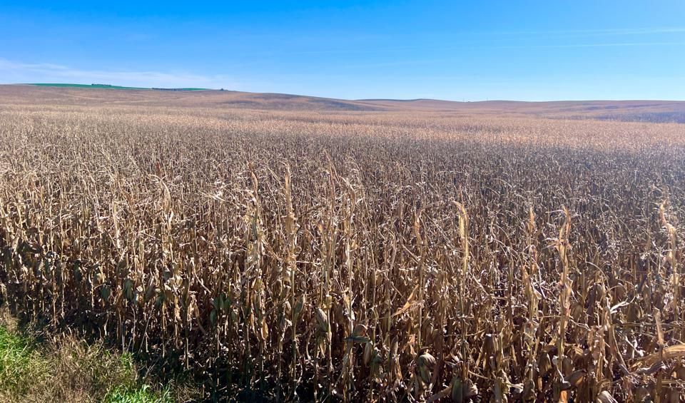 160 acres in Cedar County, Nebraska