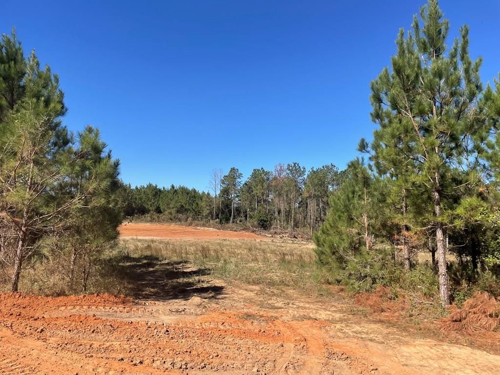 21 acres in Pike County, Alabama