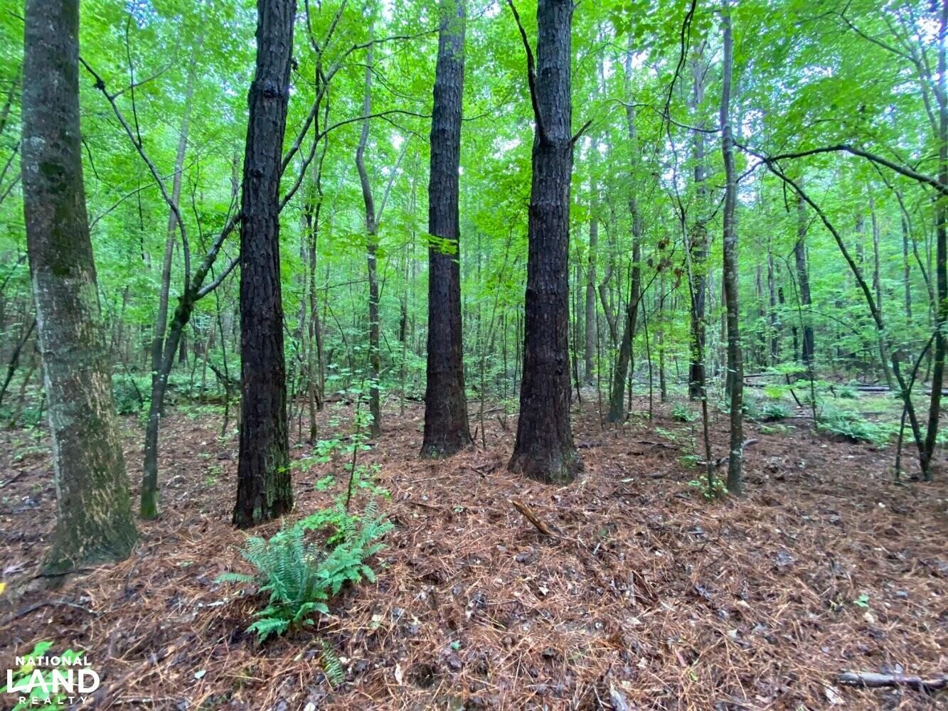 77 acres in Pickens County, Alabama