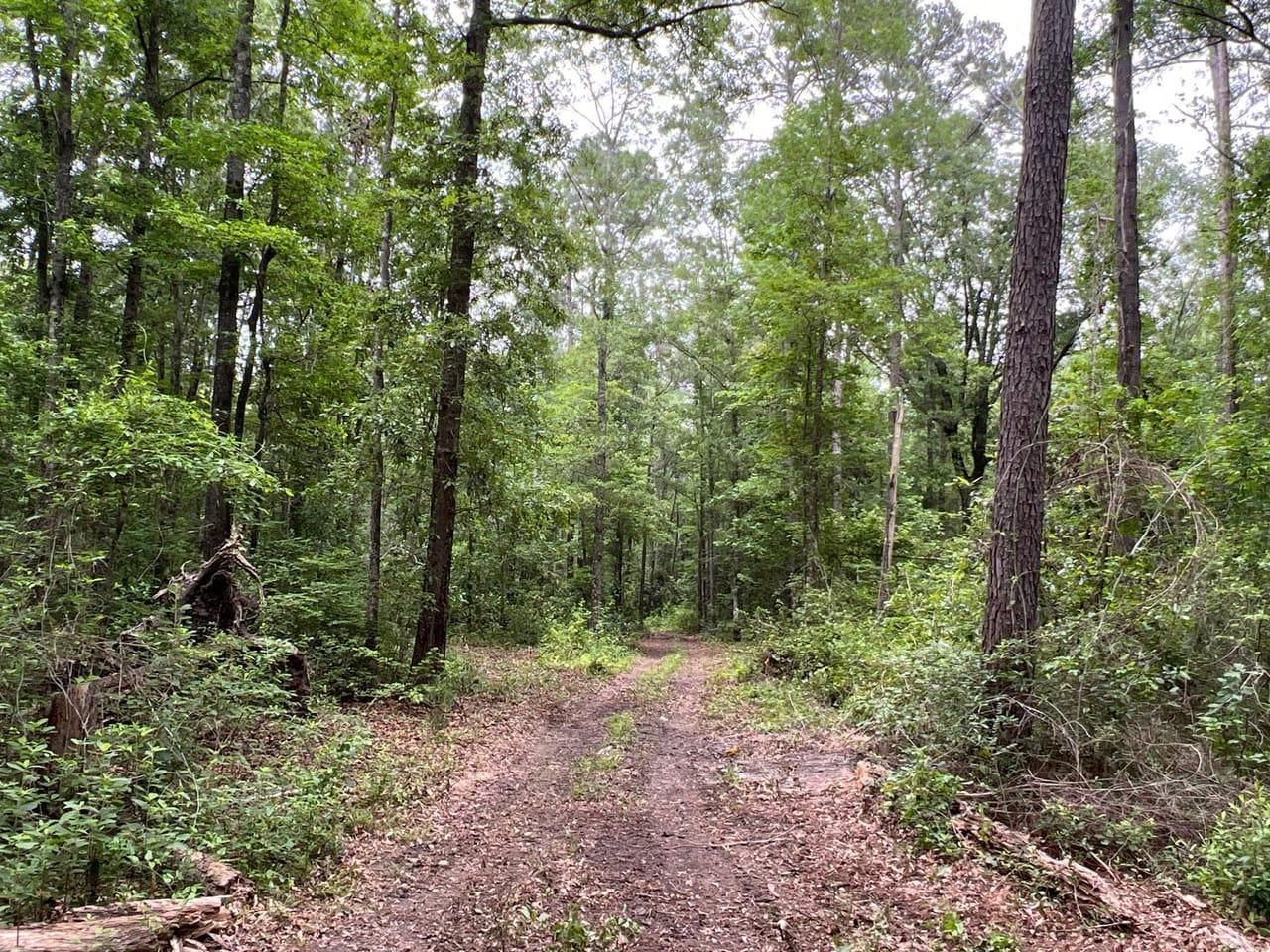 80 acres in Geneva County, Alabama