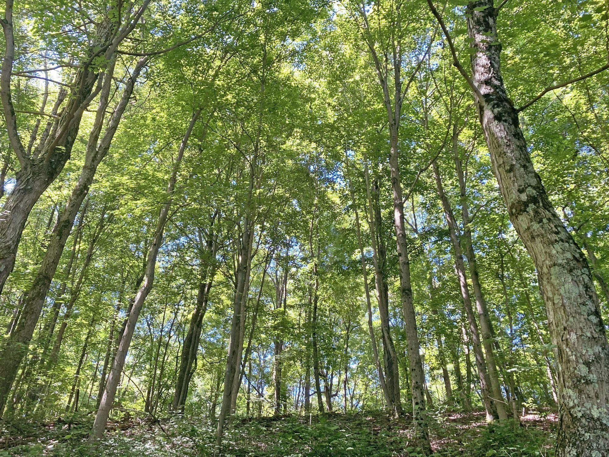 3587 Simmons Creek Road, Belle, WV 25015