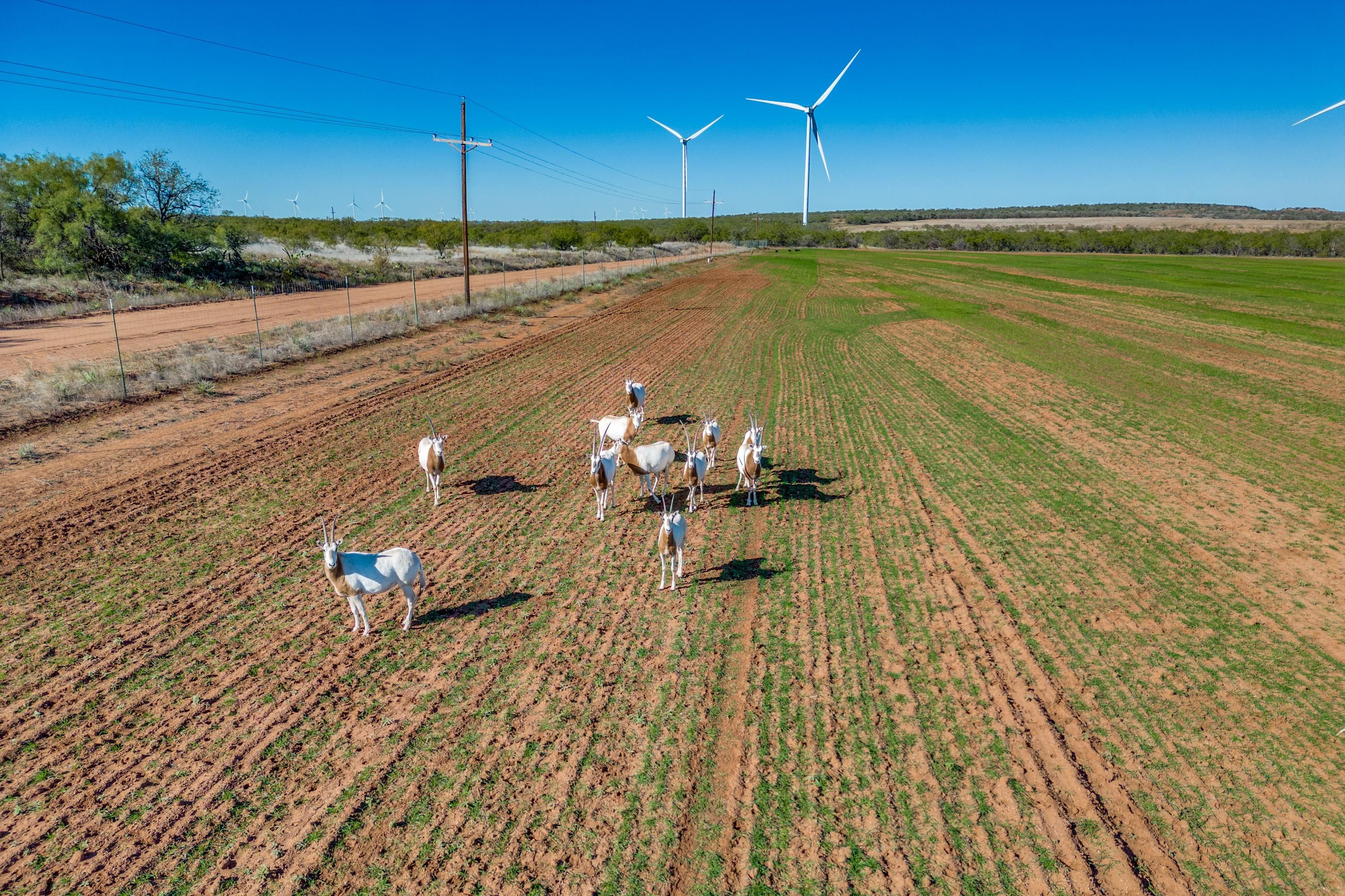 320 acres in Fisher County, Texas