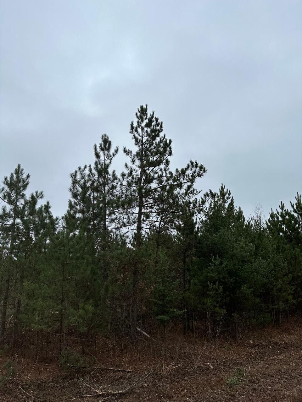 66 acres in Oneida County, Wisconsin