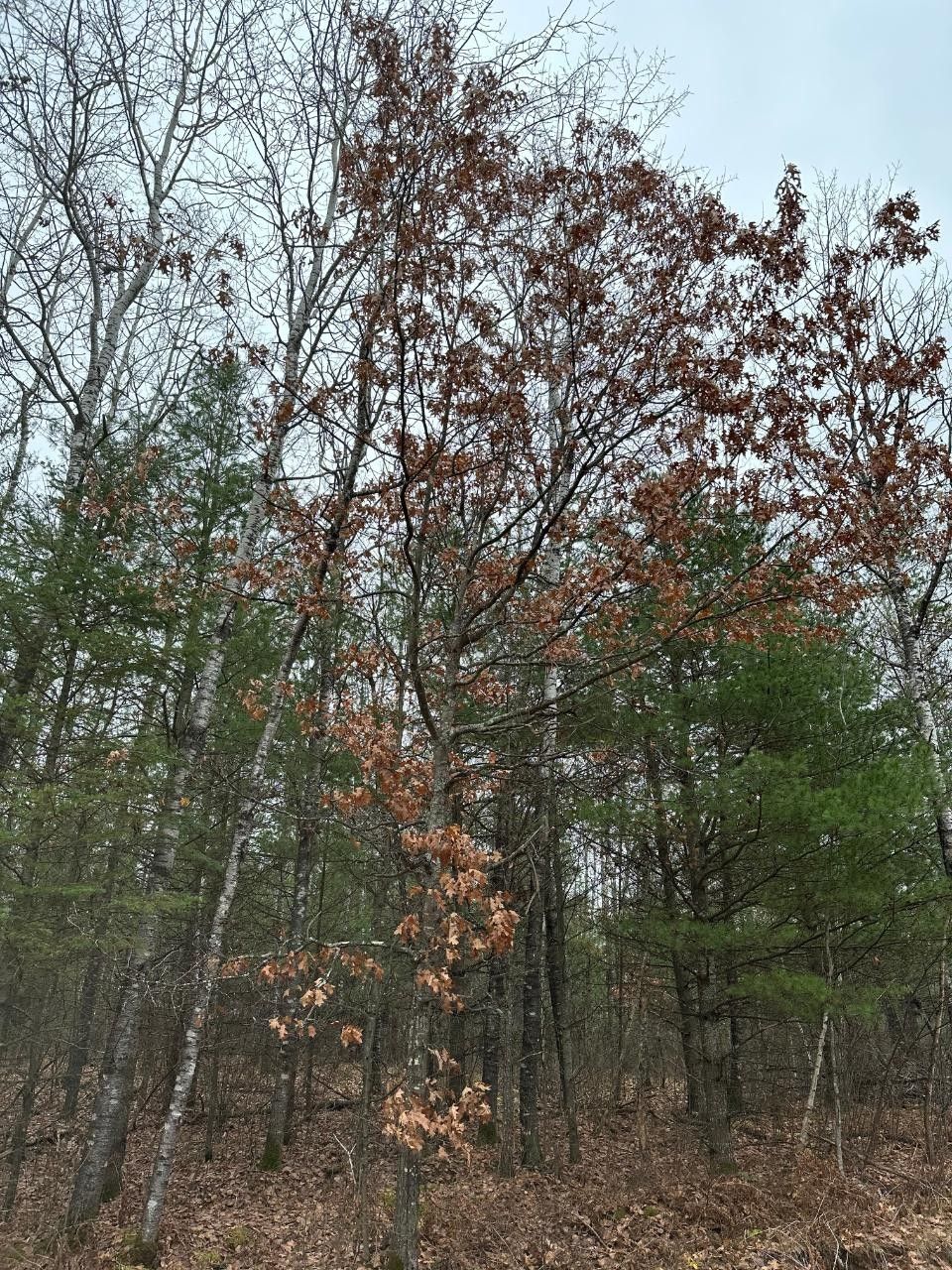 77 acres in Oneida County, Wisconsin