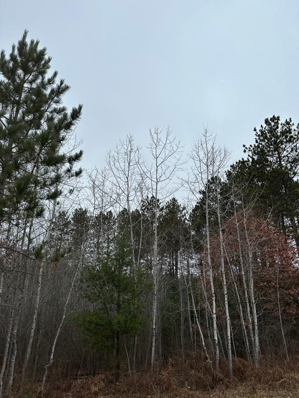 40 acres in Oneida County, Wisconsin