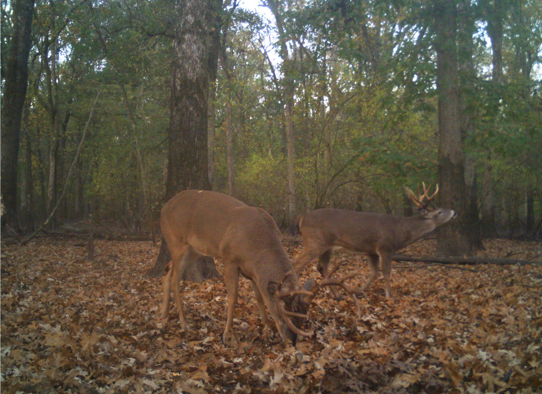 317 acres in Saint Francis County, Arkansas