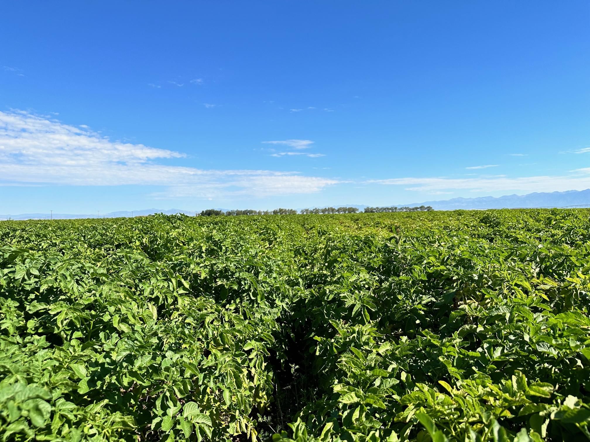 1,910 acres in Center, CO, 81125 MLS Sunhouse Farms