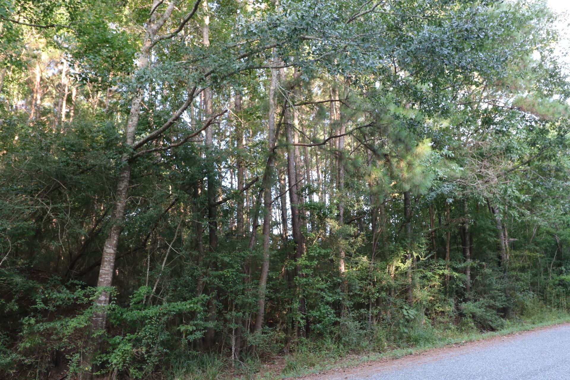 7.45 acres in Jasper County, Texas