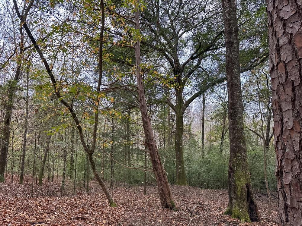 20 acres in Macon County, Alabama