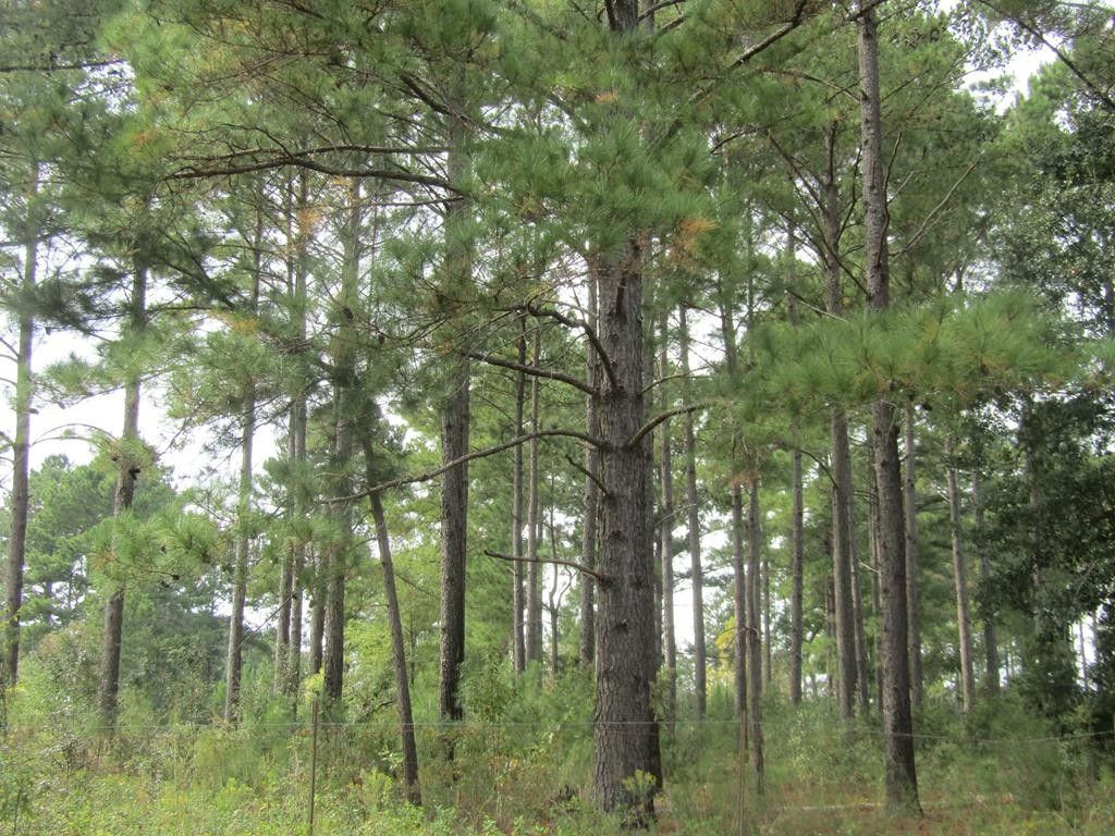 1.92 acres in Ben Hill County,