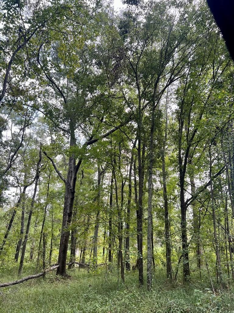 40 acres in Mitchell County,