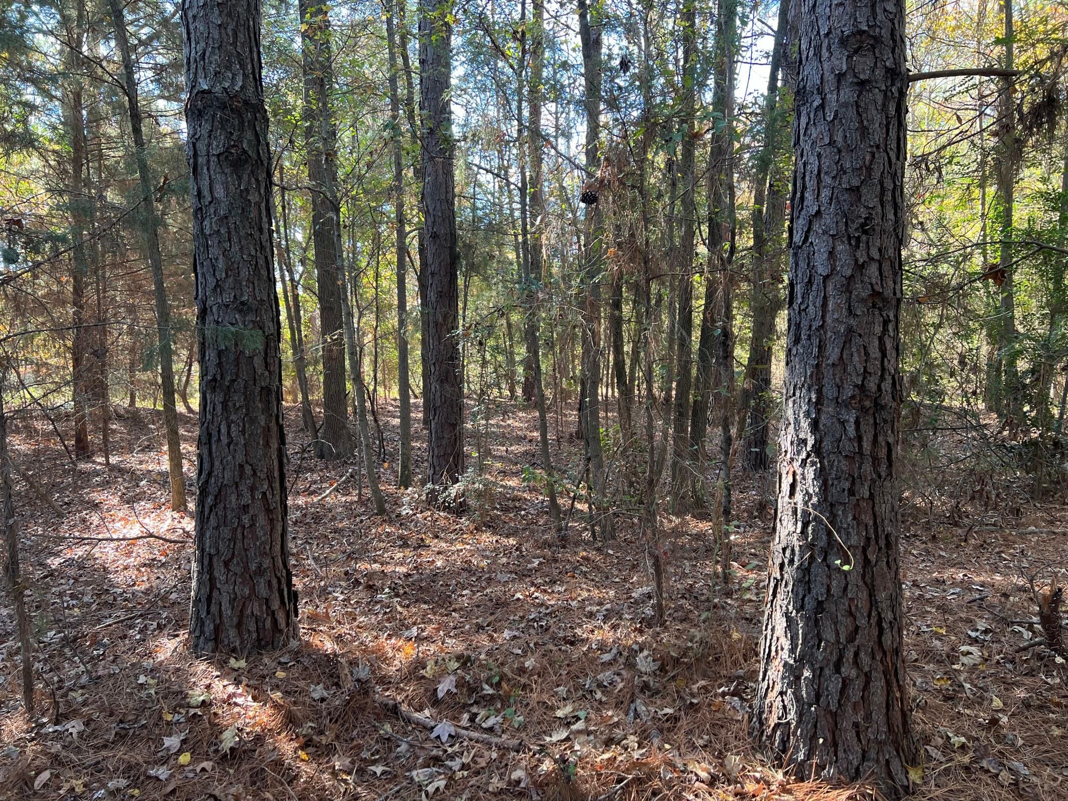 County Road 4105, Daingerfield, TX 75638 MLS 23015907