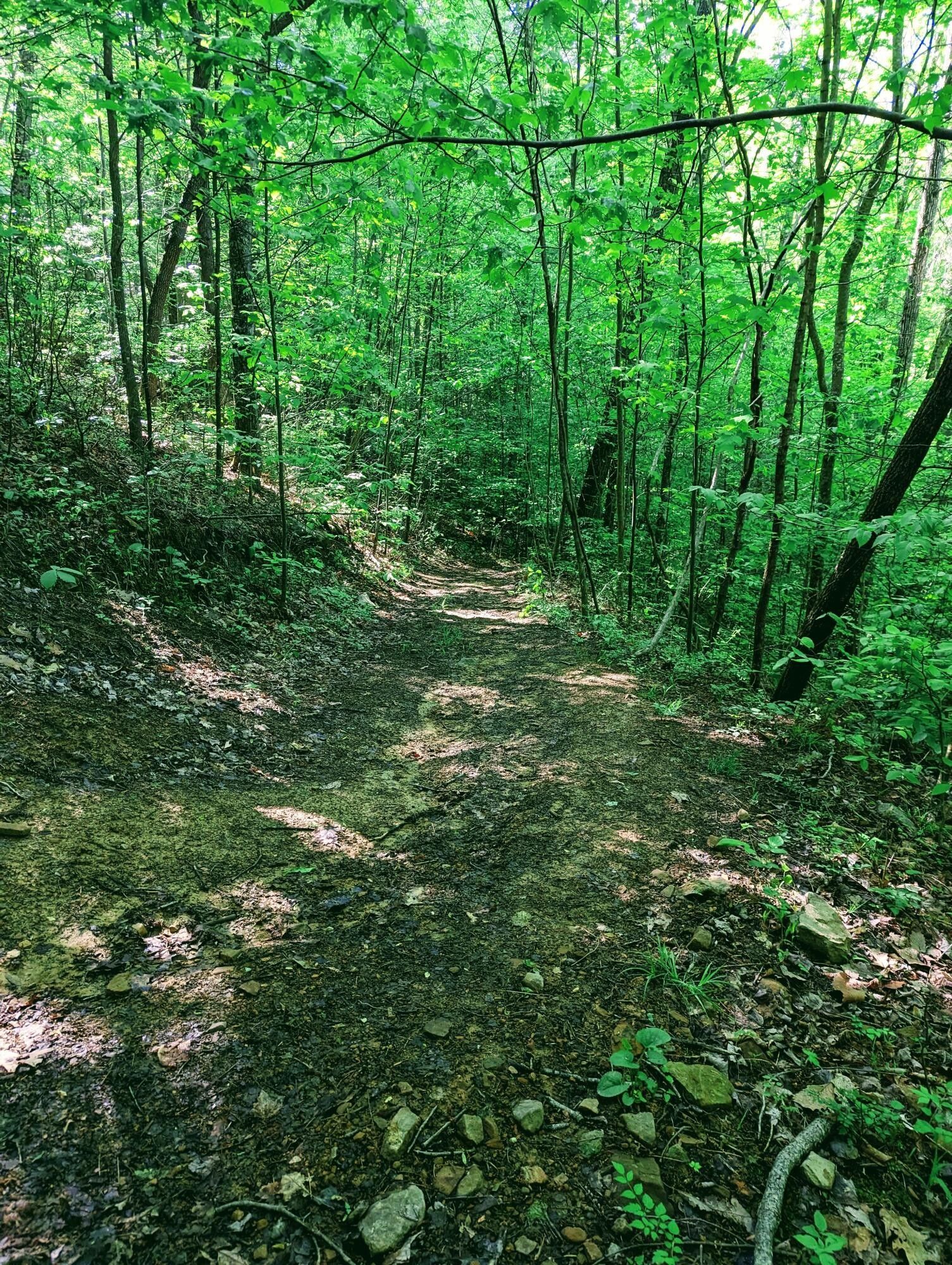 44.96 acres in Dickenson County, Virginia