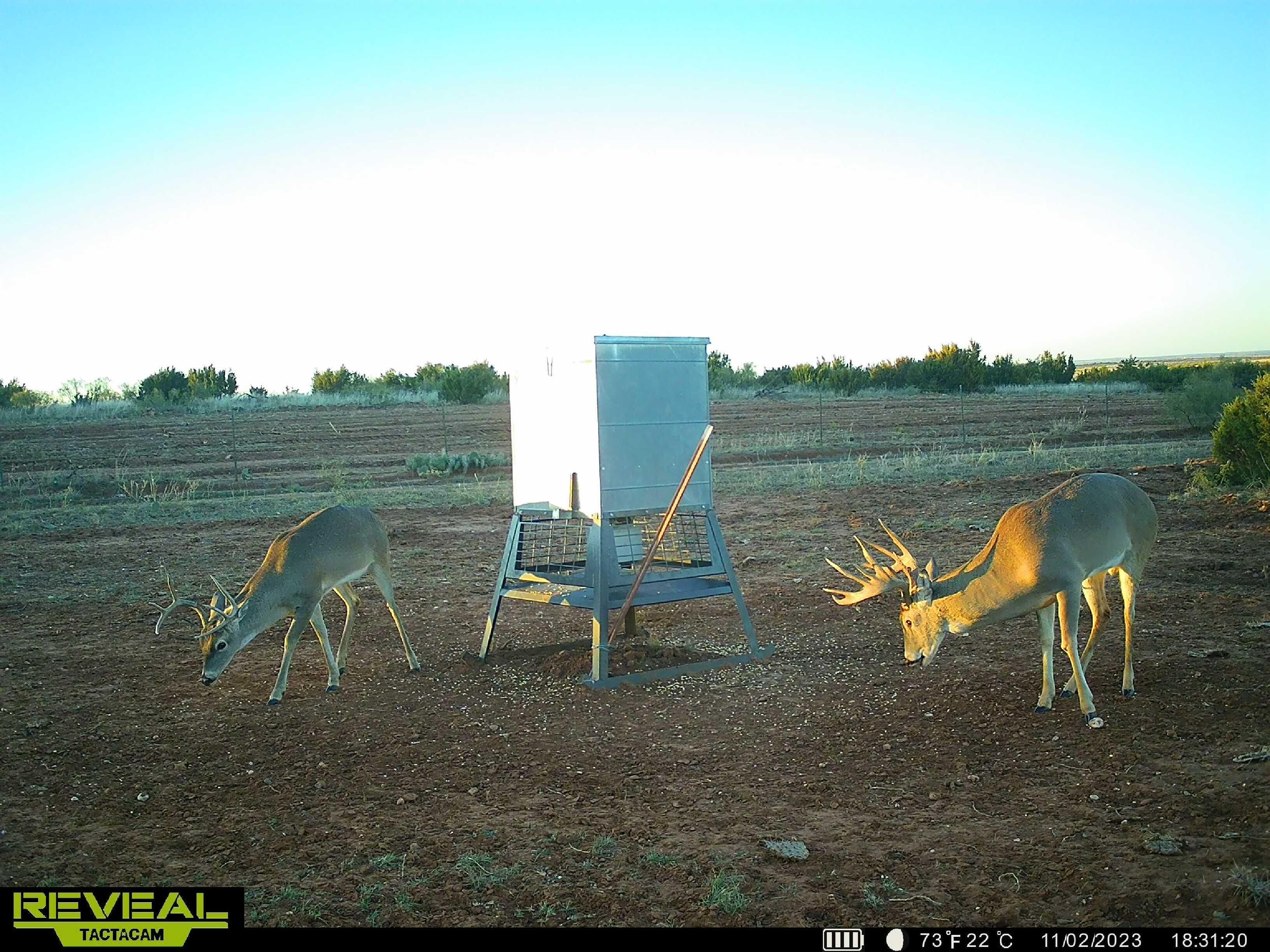 1,105 acres in Motley County, Texas