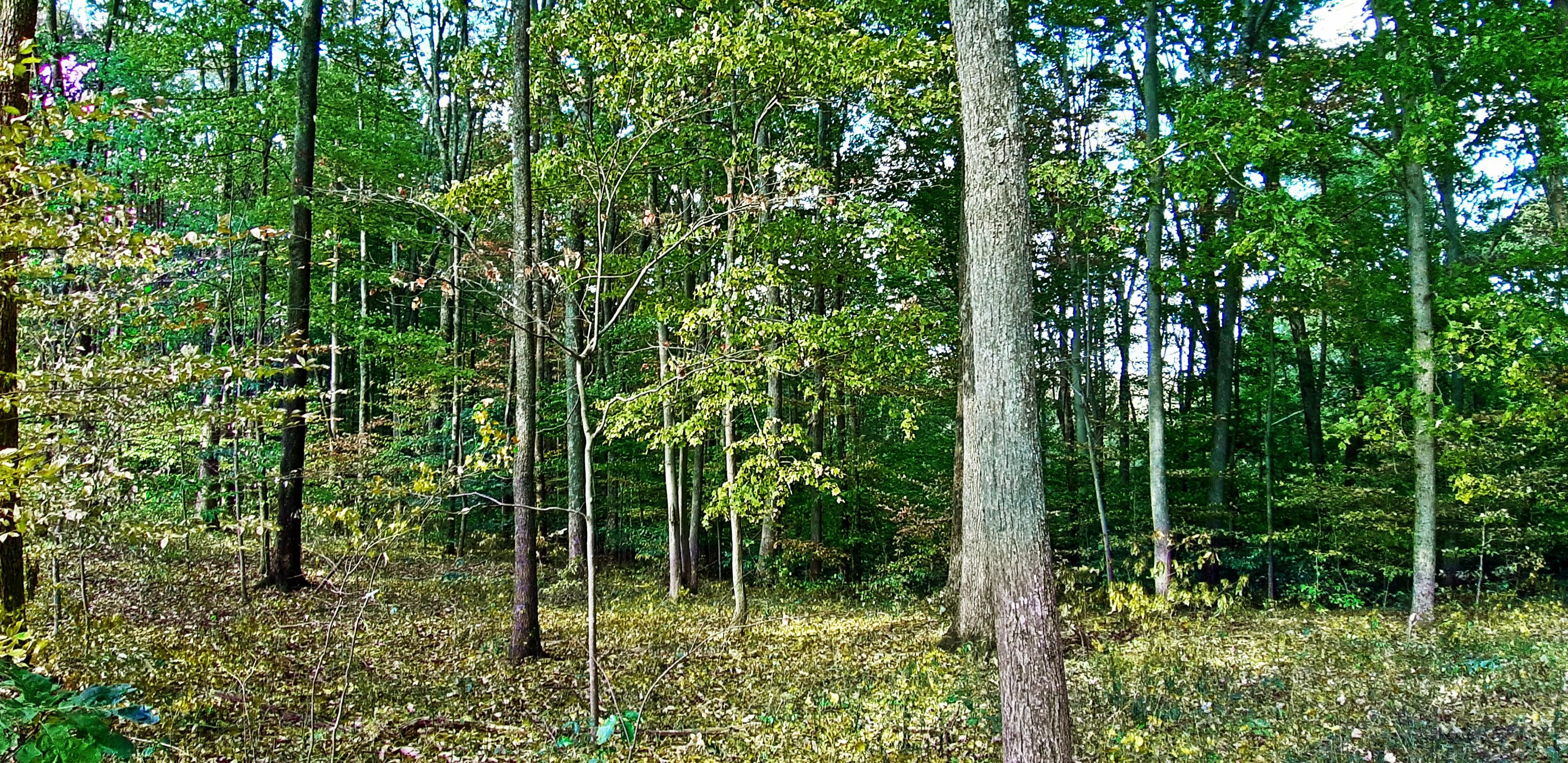 157 acres in Clay County, West Virginia