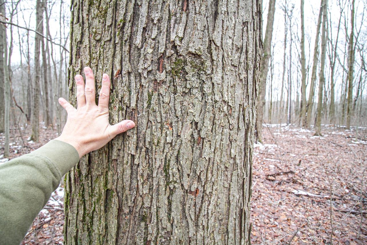 7361 SR 303, Windham, OH 44288