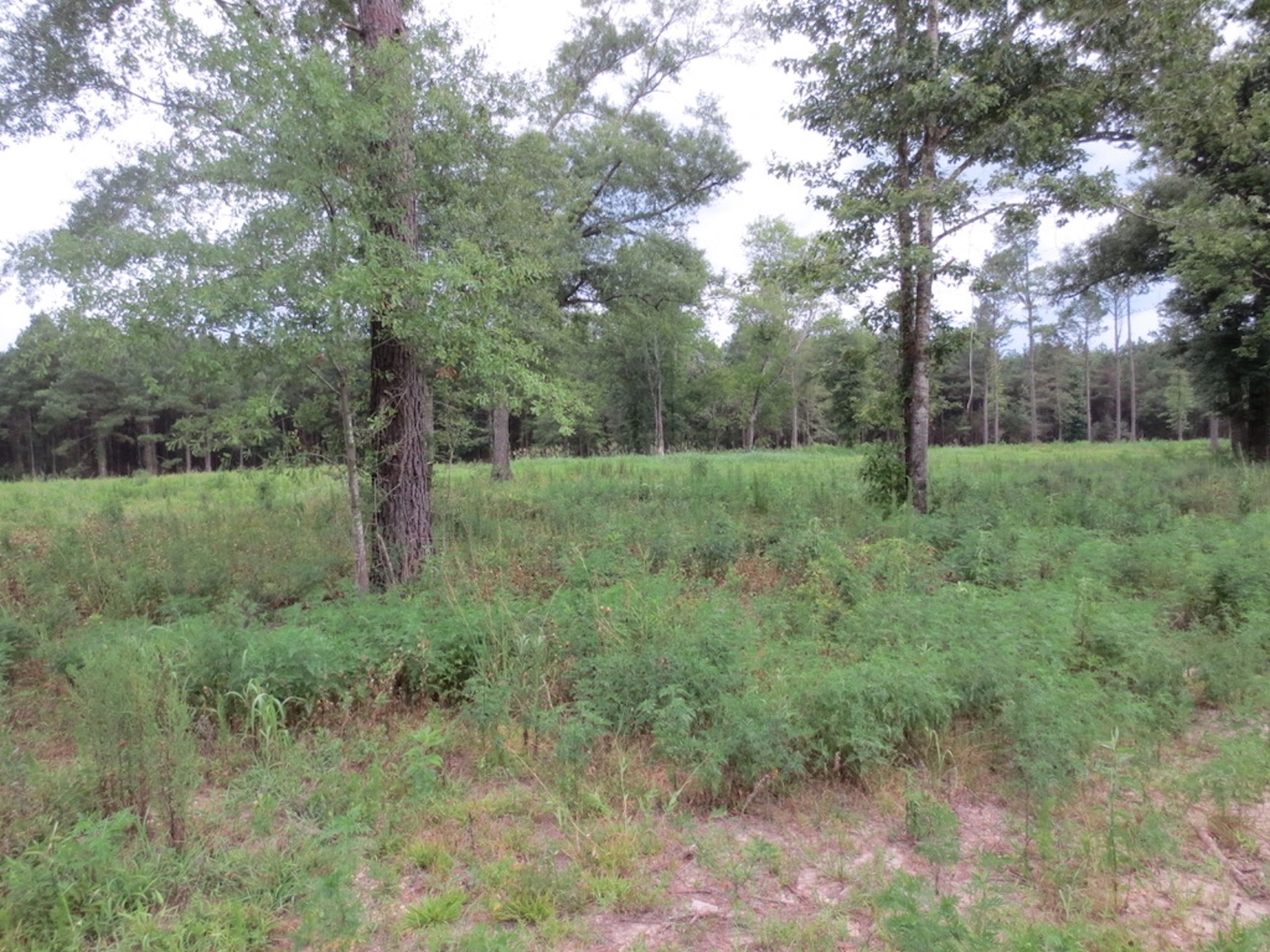 9 acres in Walthall County, Mississippi