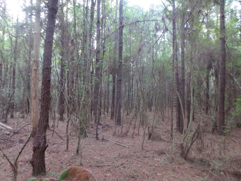 20 acres in Walthall County, Mississippi