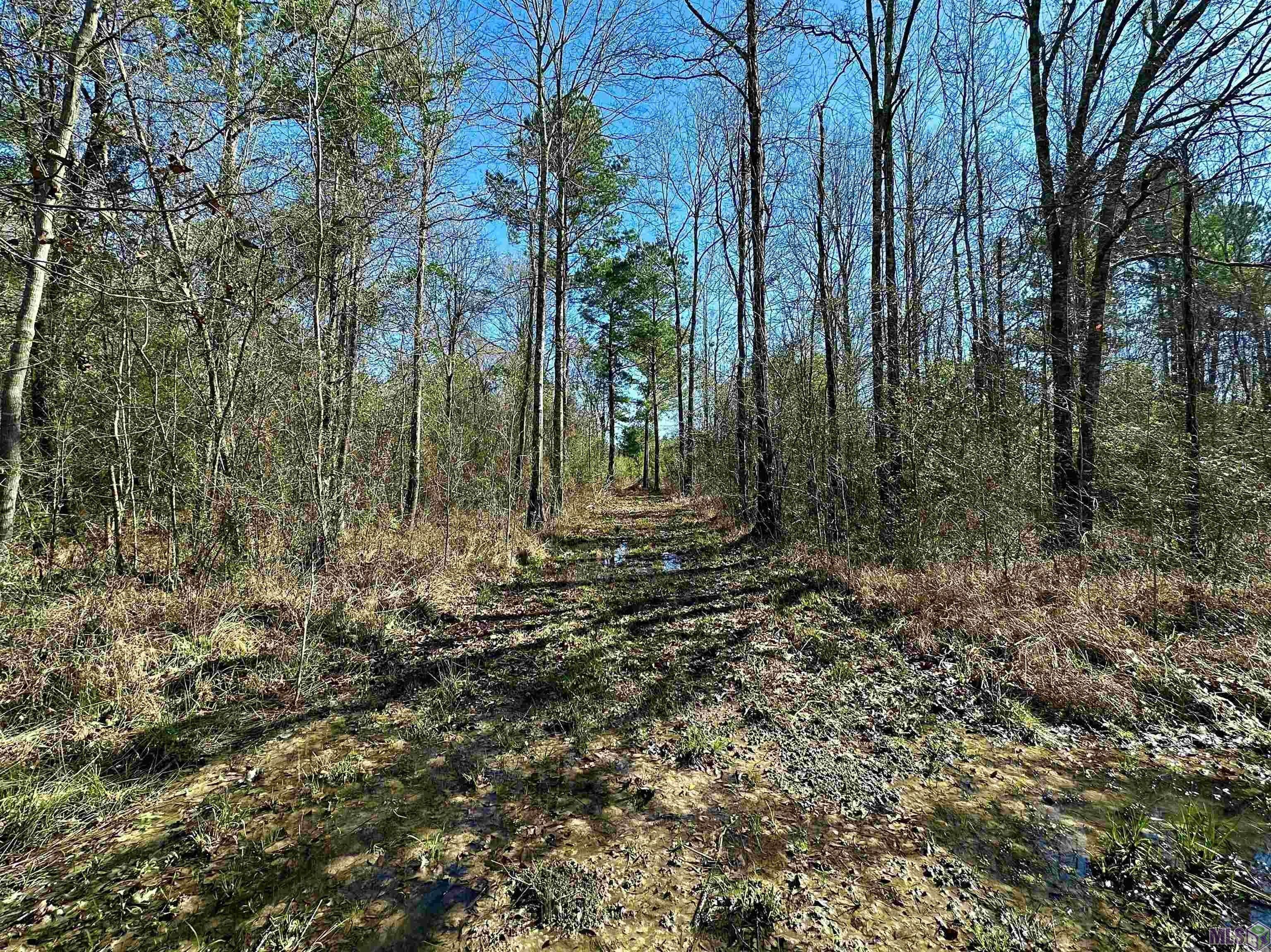 19 48 Acres In Livingston Parish Louisiana   1 5152640806