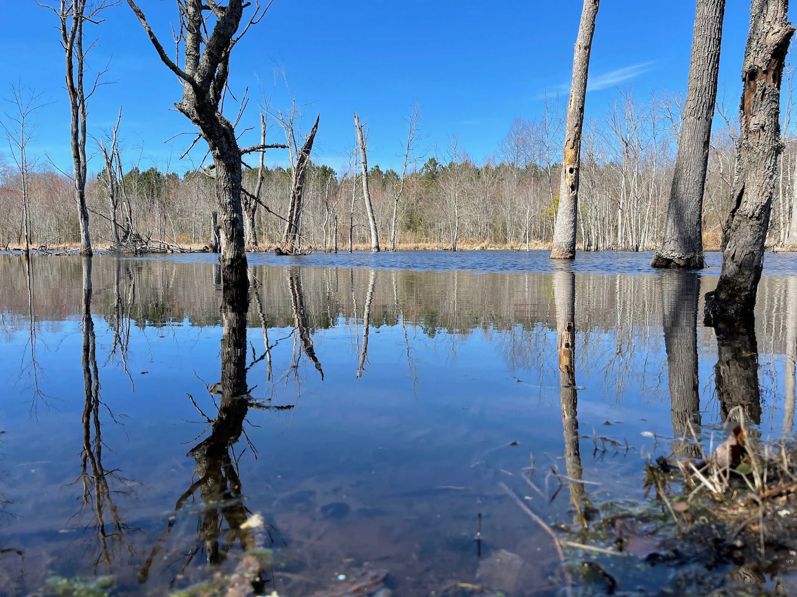 Off Straight Gate Road, Lot WP0001, Whitakers, NC 27891