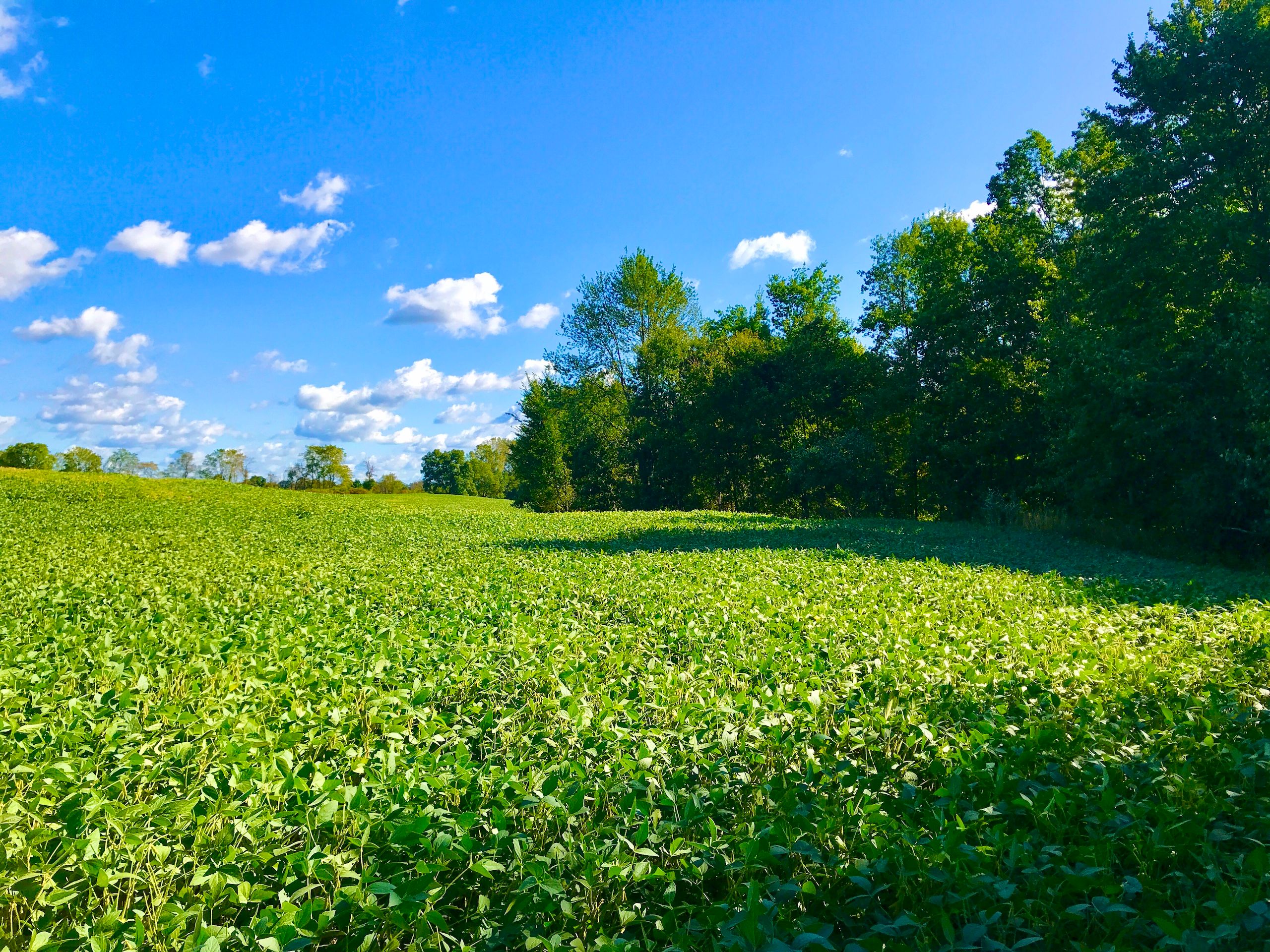 75 acres in Hillsdale County, Michigan