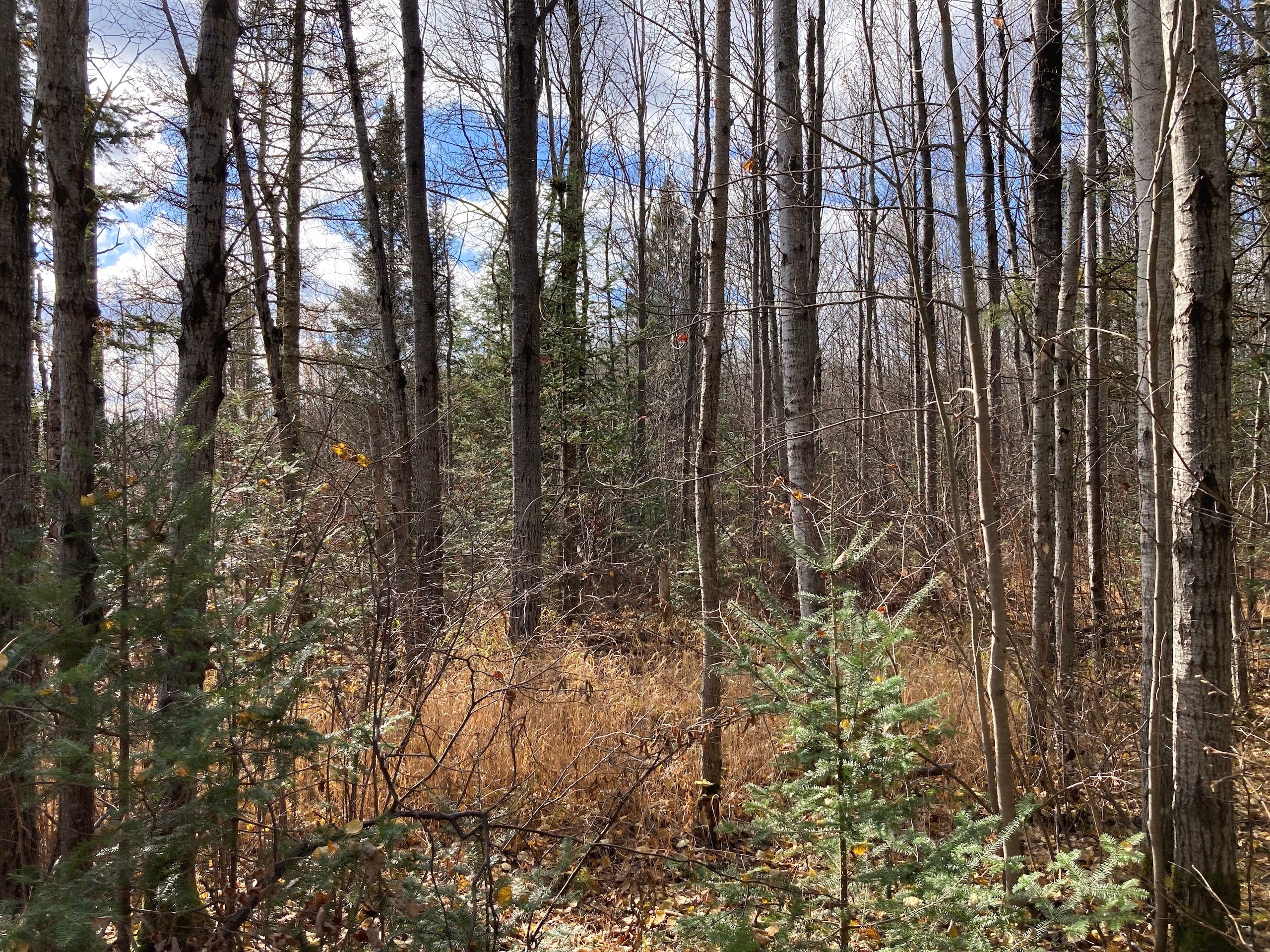 Lloyd Creek Road, Gleason, WI 54435