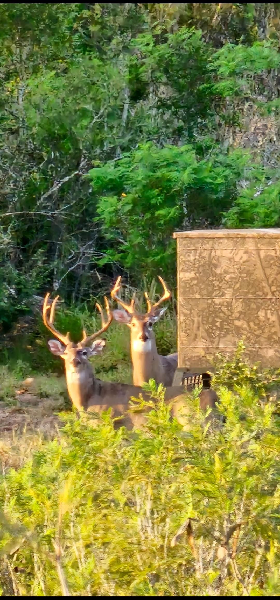 273 acres in Jourdanton, TX, 78026