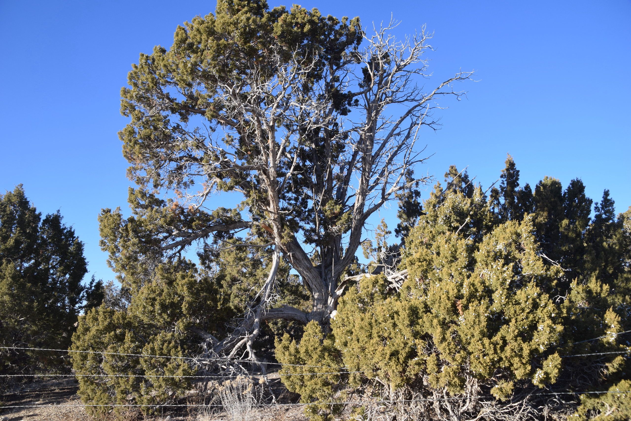 TBD Sheep Lane Drive, LotWP001, Nephi, UT 84648