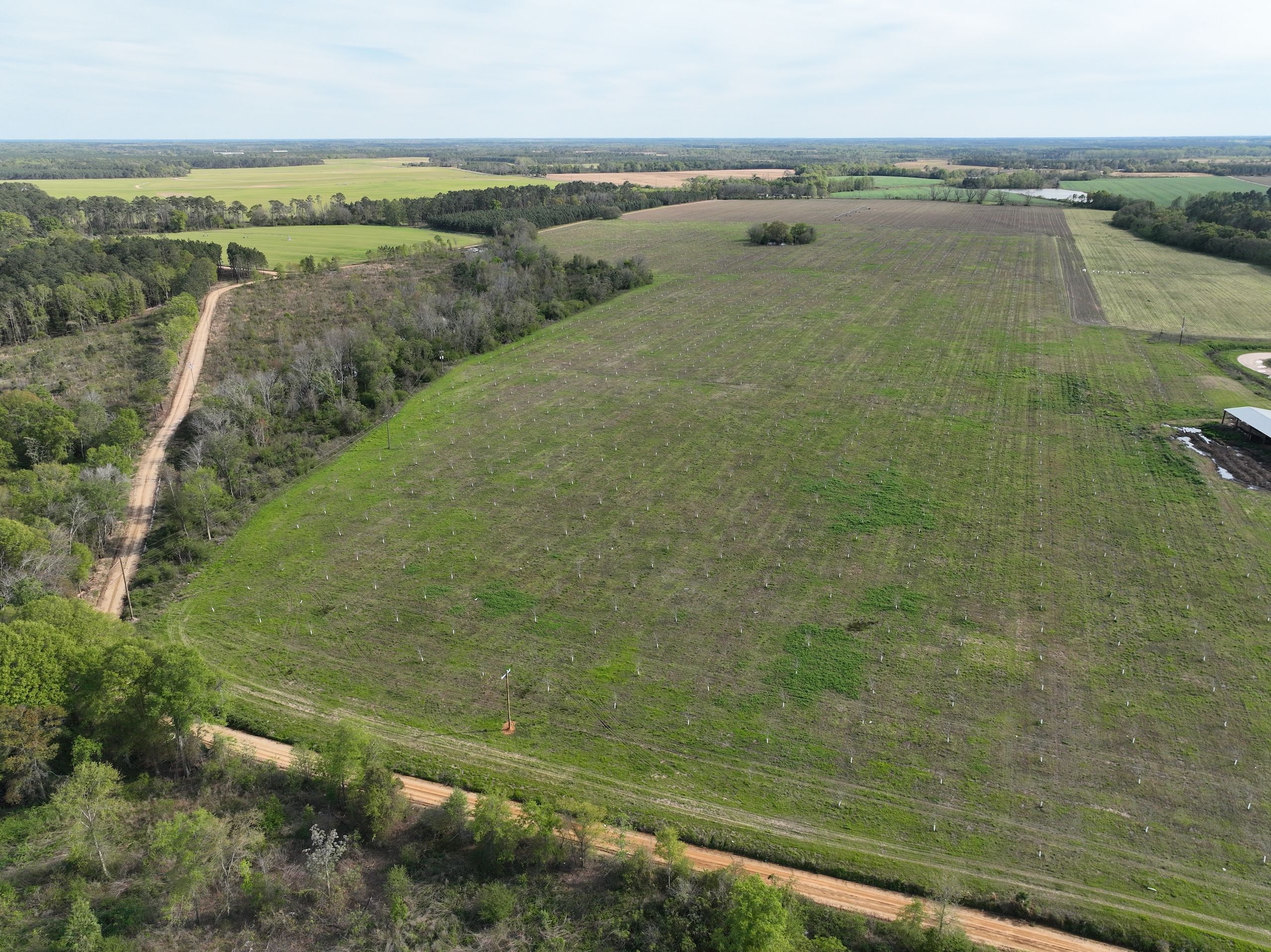 87 acres in Wilcox County,