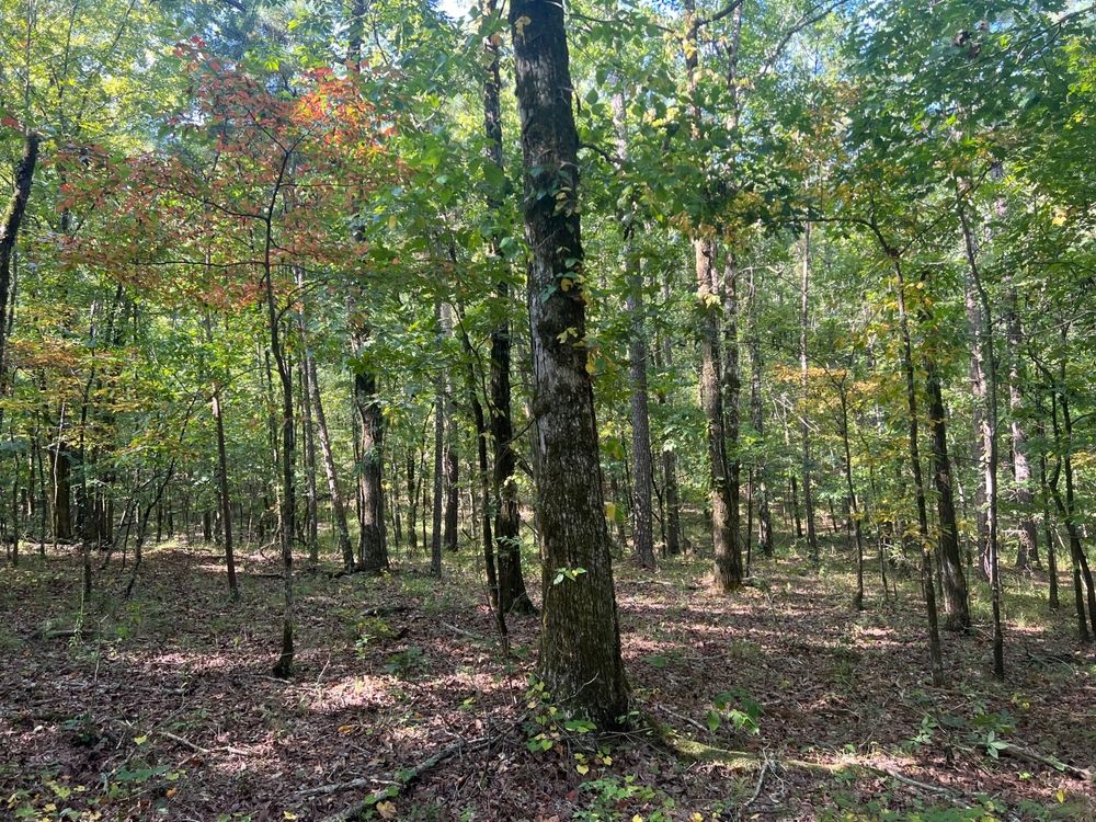 40 acres in Chilton County, Alabama