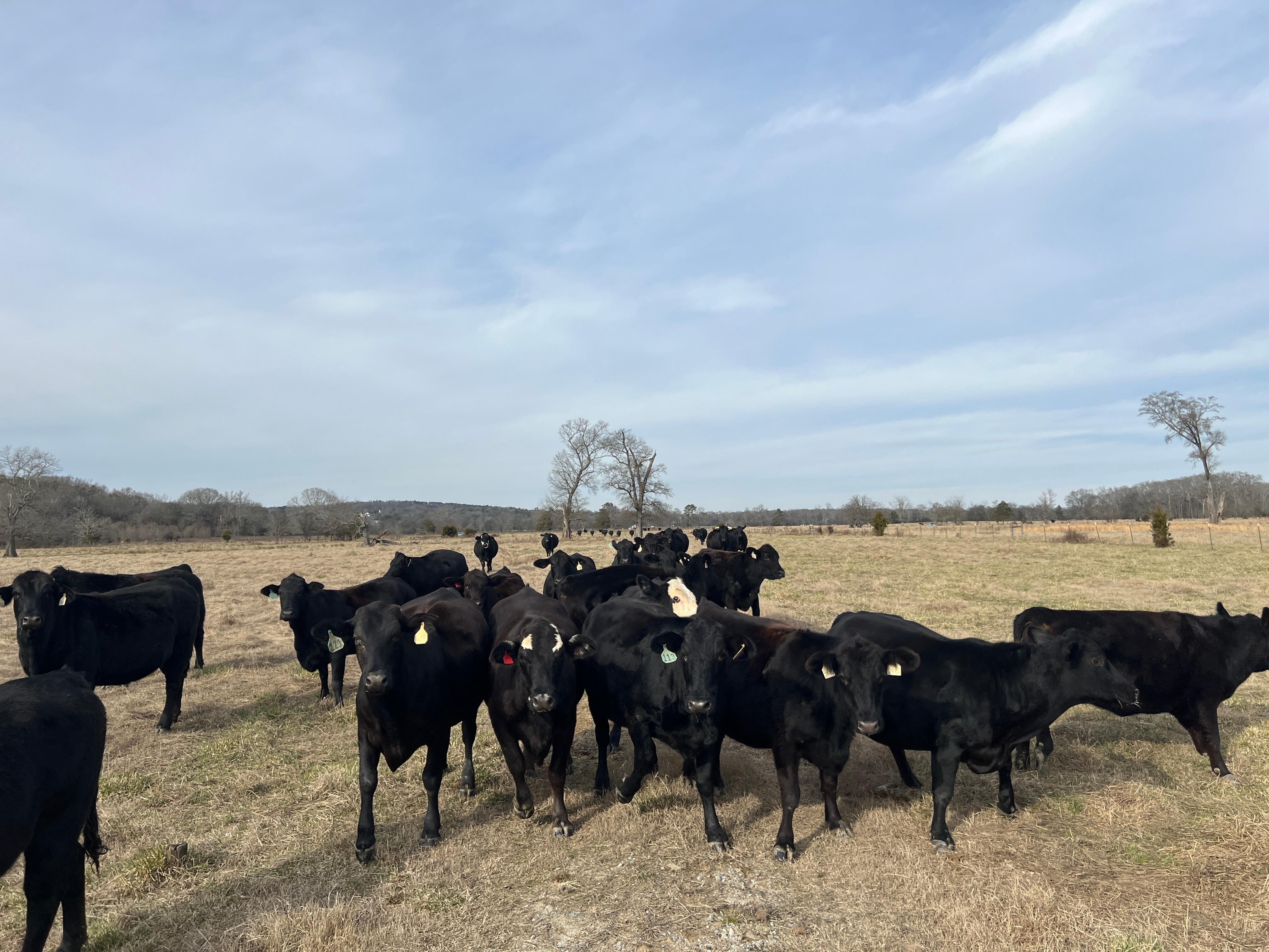 105.43 acres in Gordon County,