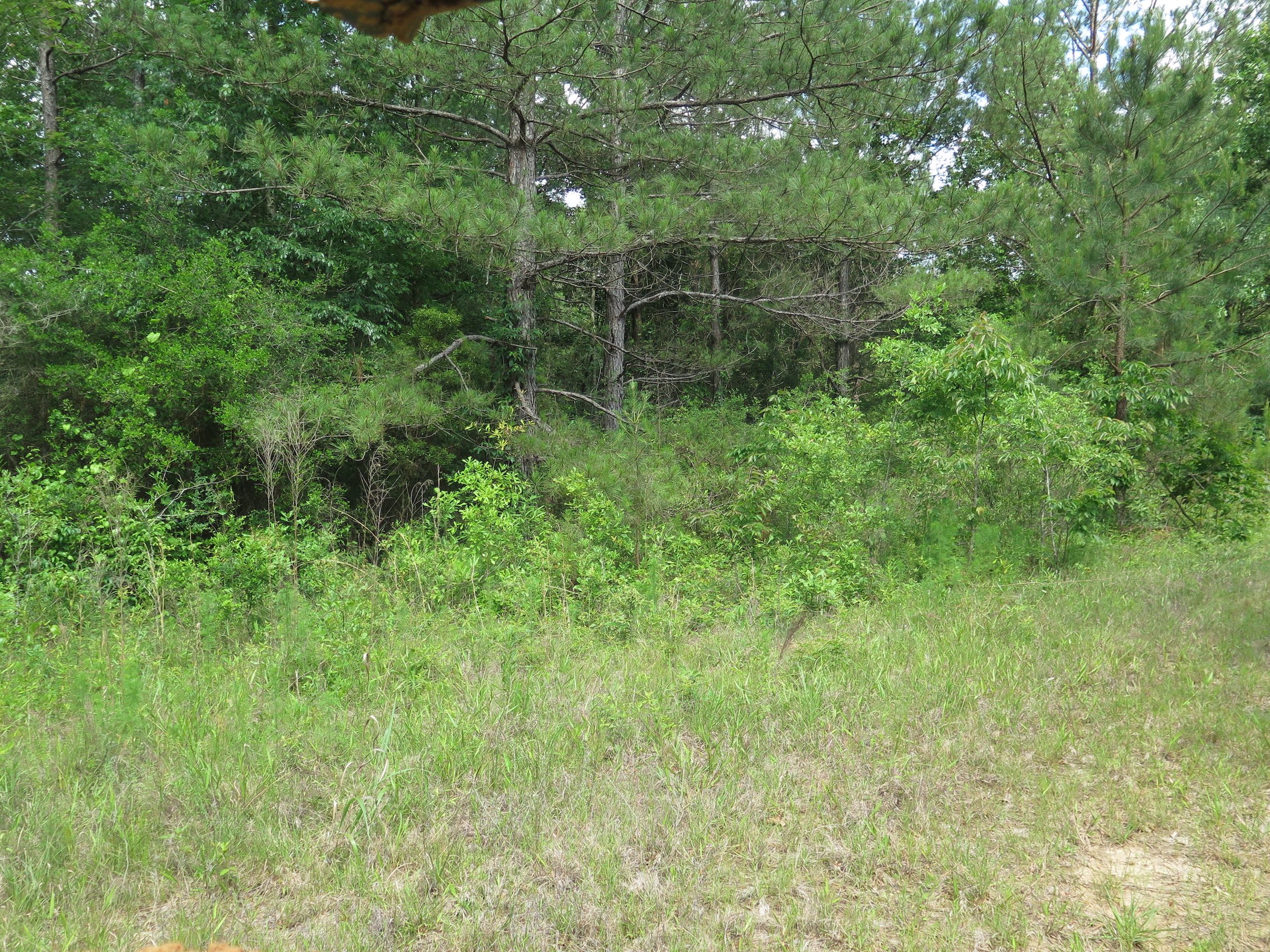 76 acres in Wayne County, Mississippi