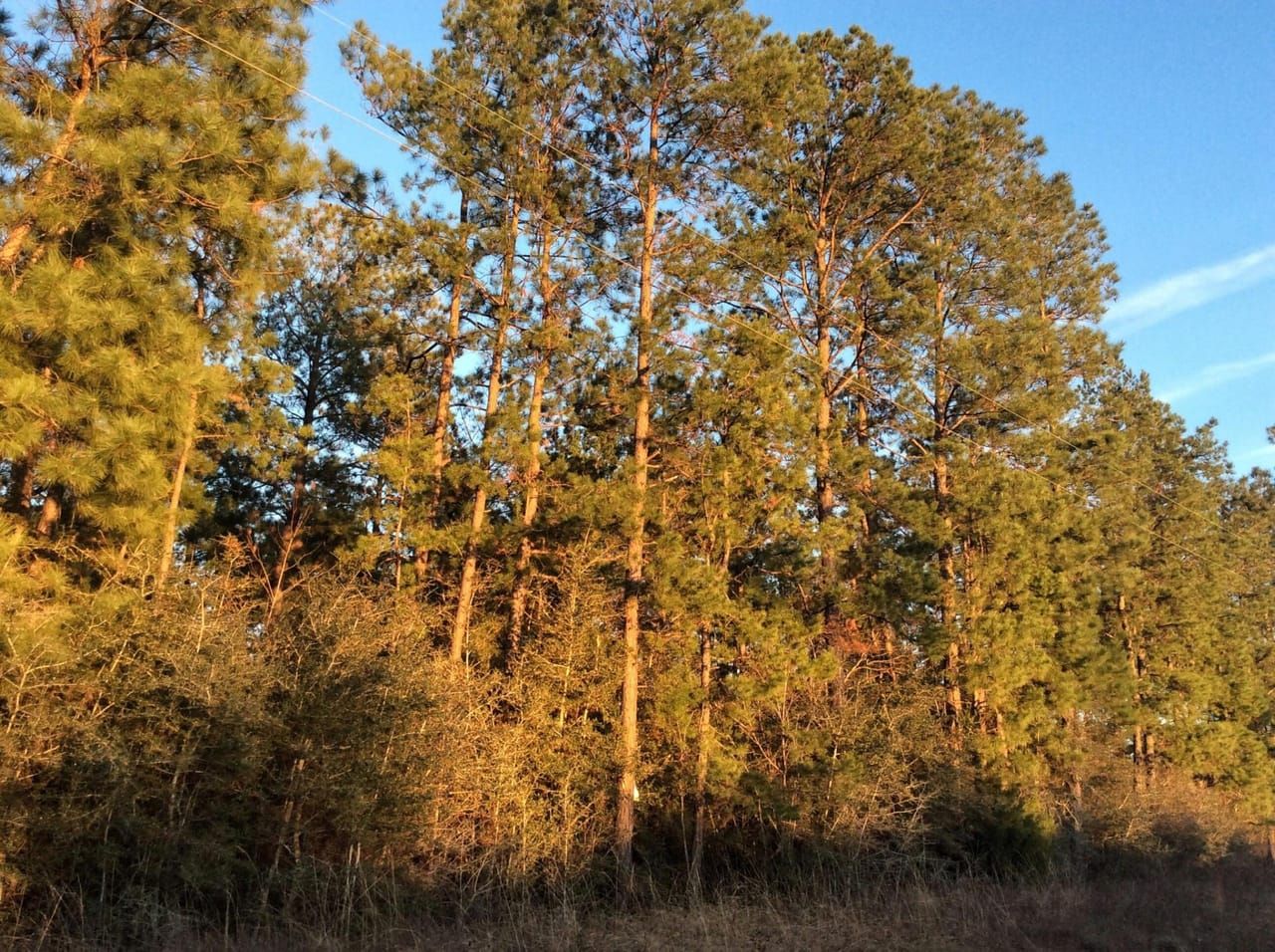 200 acres in Beauregard Parish, Louisiana