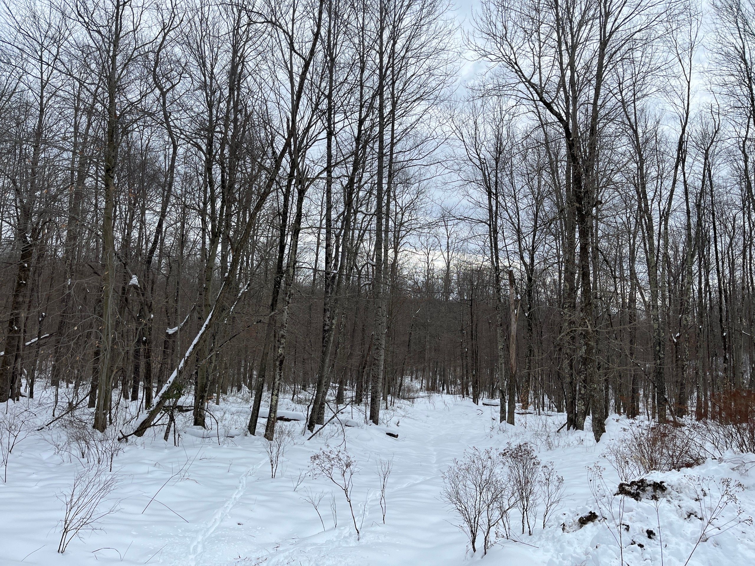 15 acres in Randolph County, West Virginia