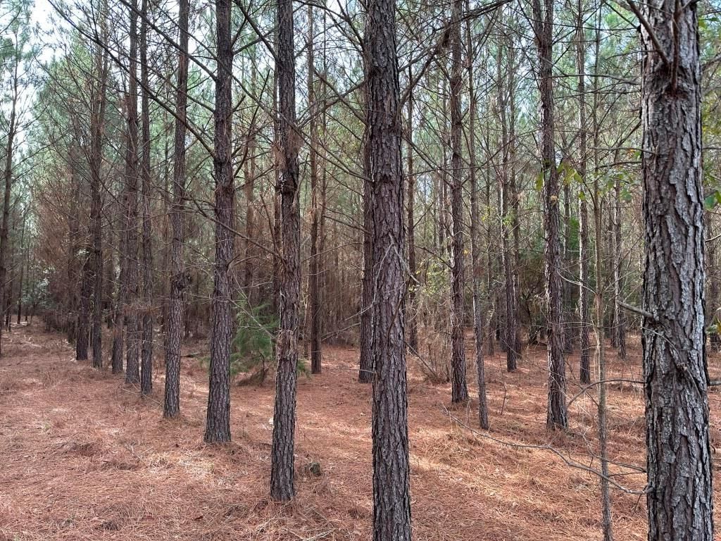 20 acres in Orangeburg, SC, 29146 MLS B613 OrangeburgBeachwood