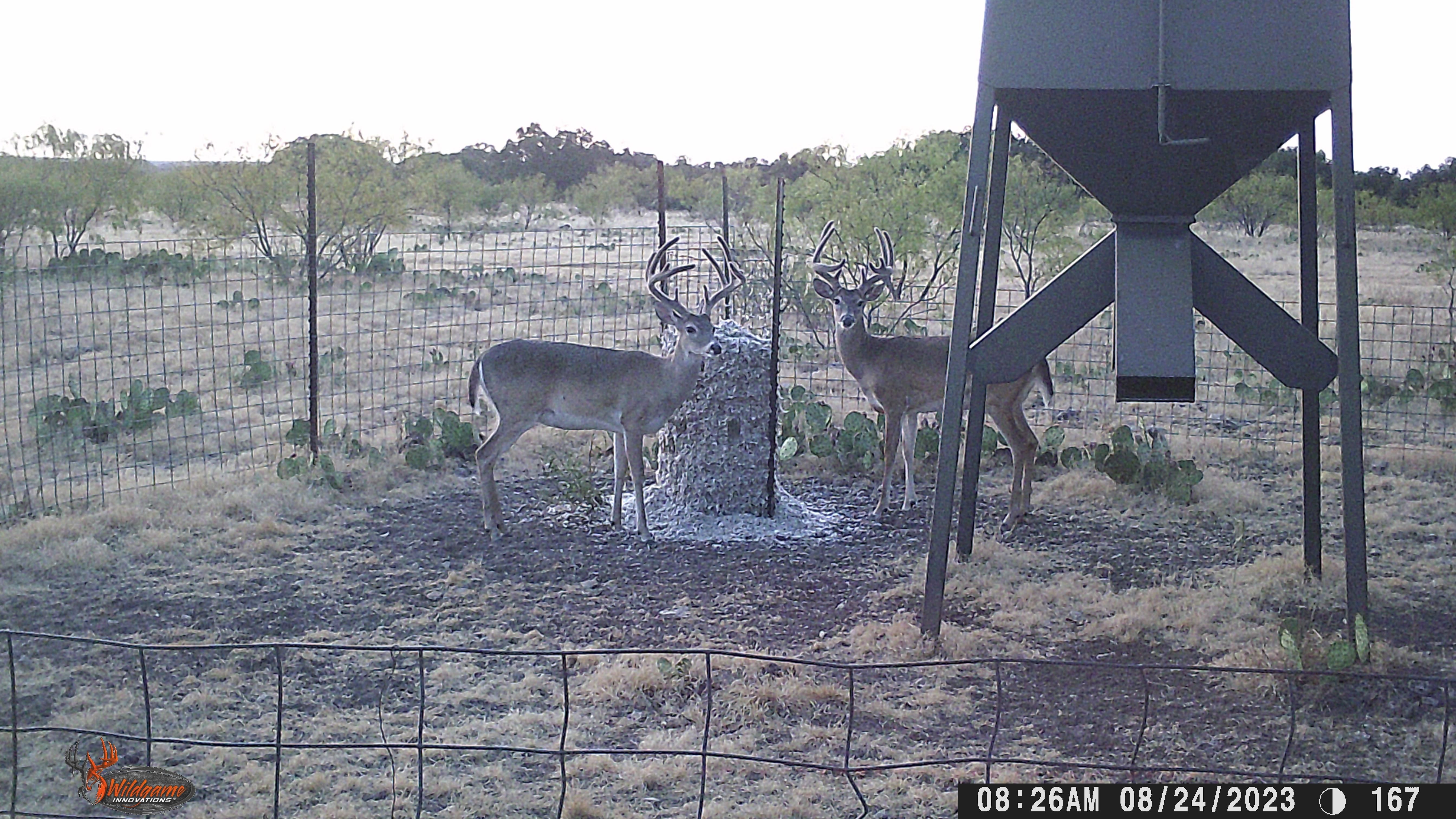 1,150 acres in Eldorado, TX, 76936