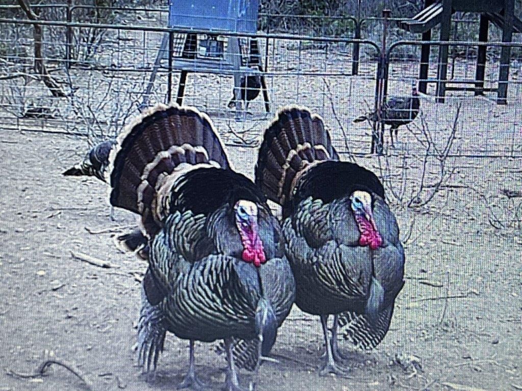 463 acres in Val Verde County, Texas