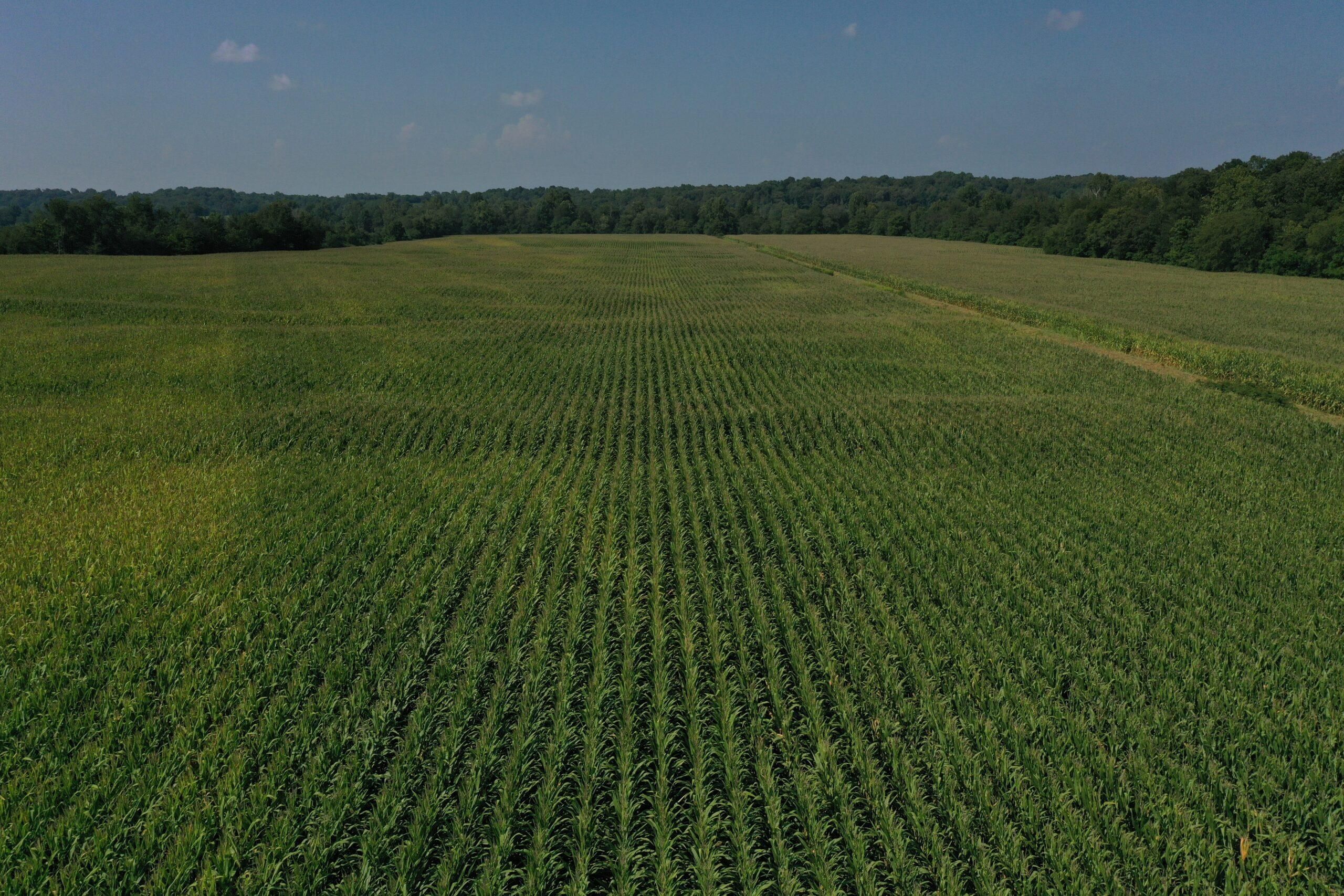 301 Young Road, Hickory, KY 42051 MLS LAND RENT AUCTION 310 ACRES