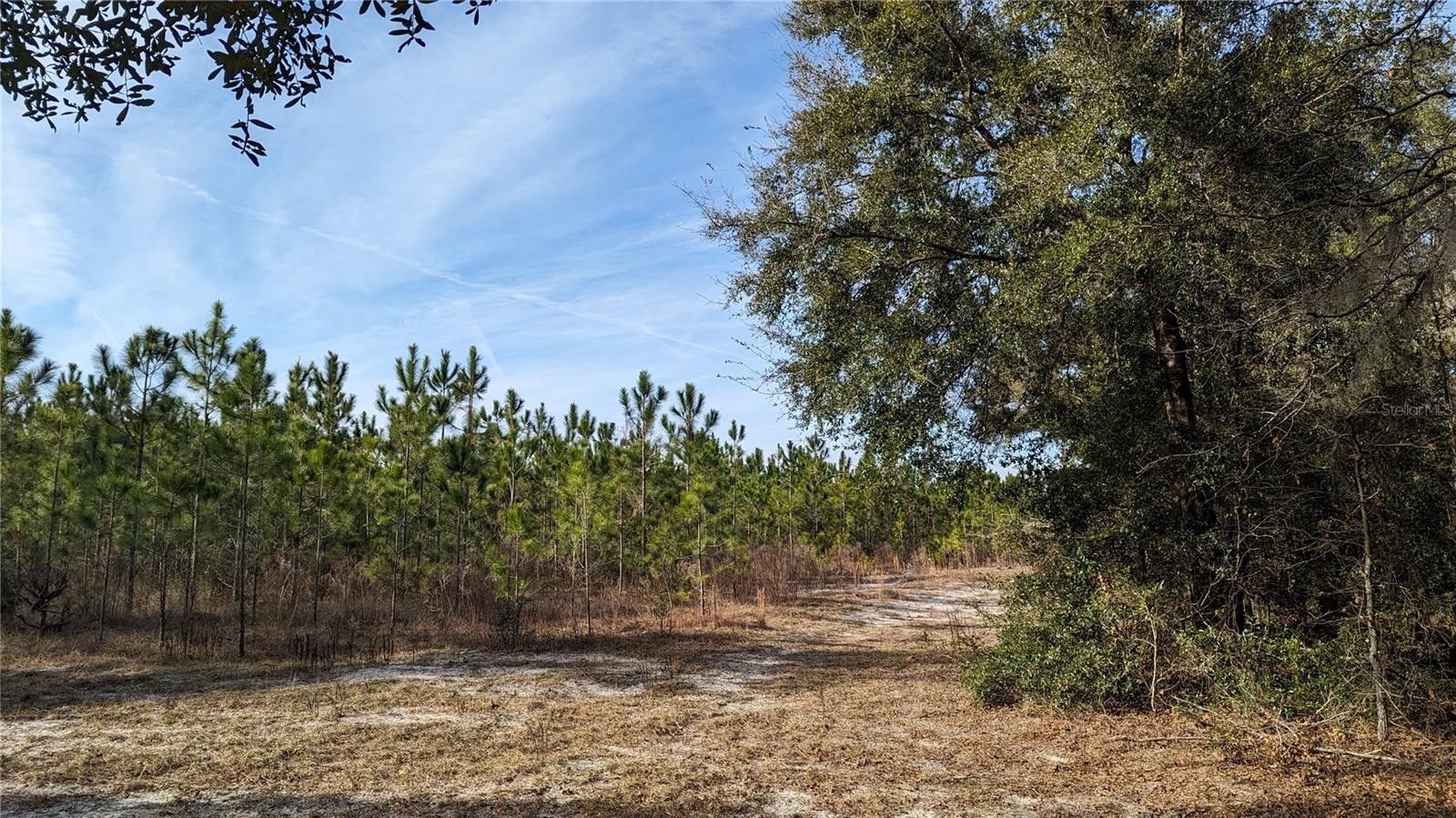 40 acres in Gilchrist County, Florida