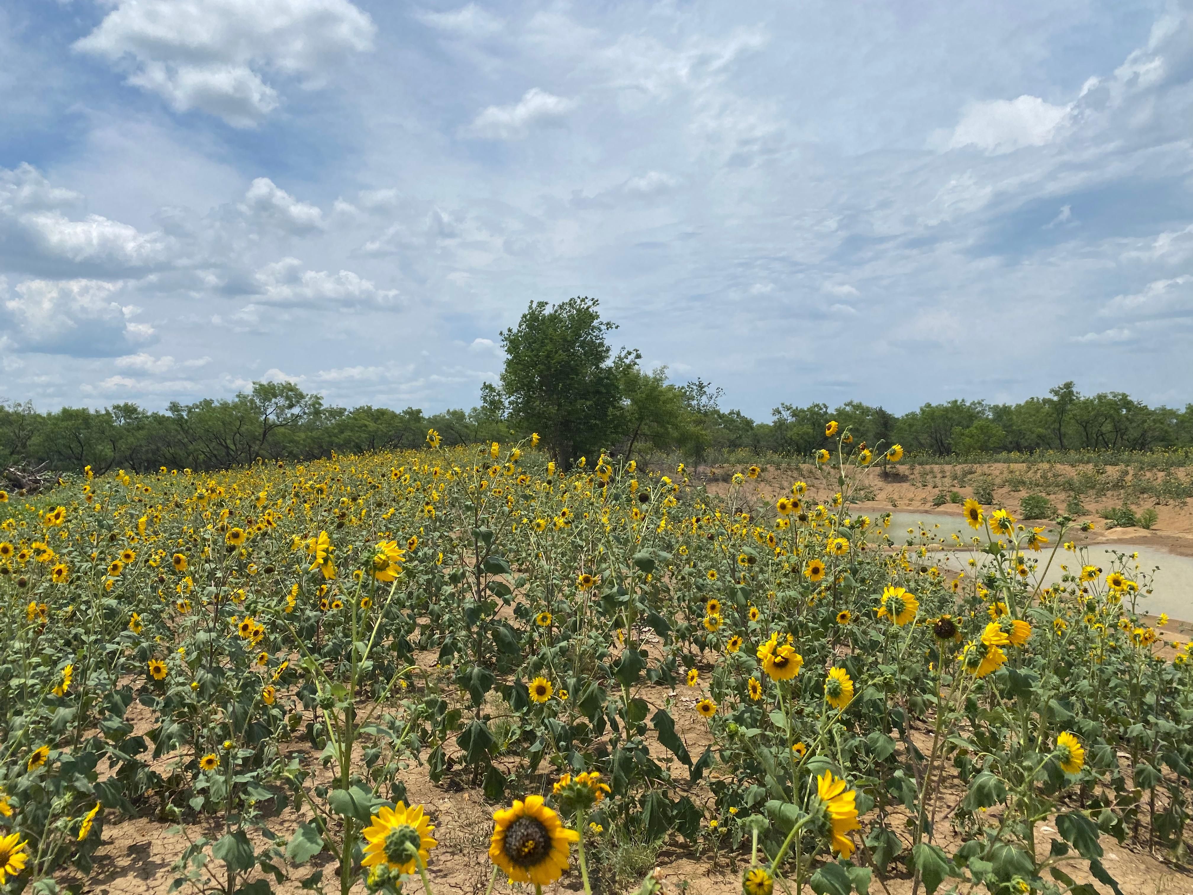 45 acres in Stephens County, Texas