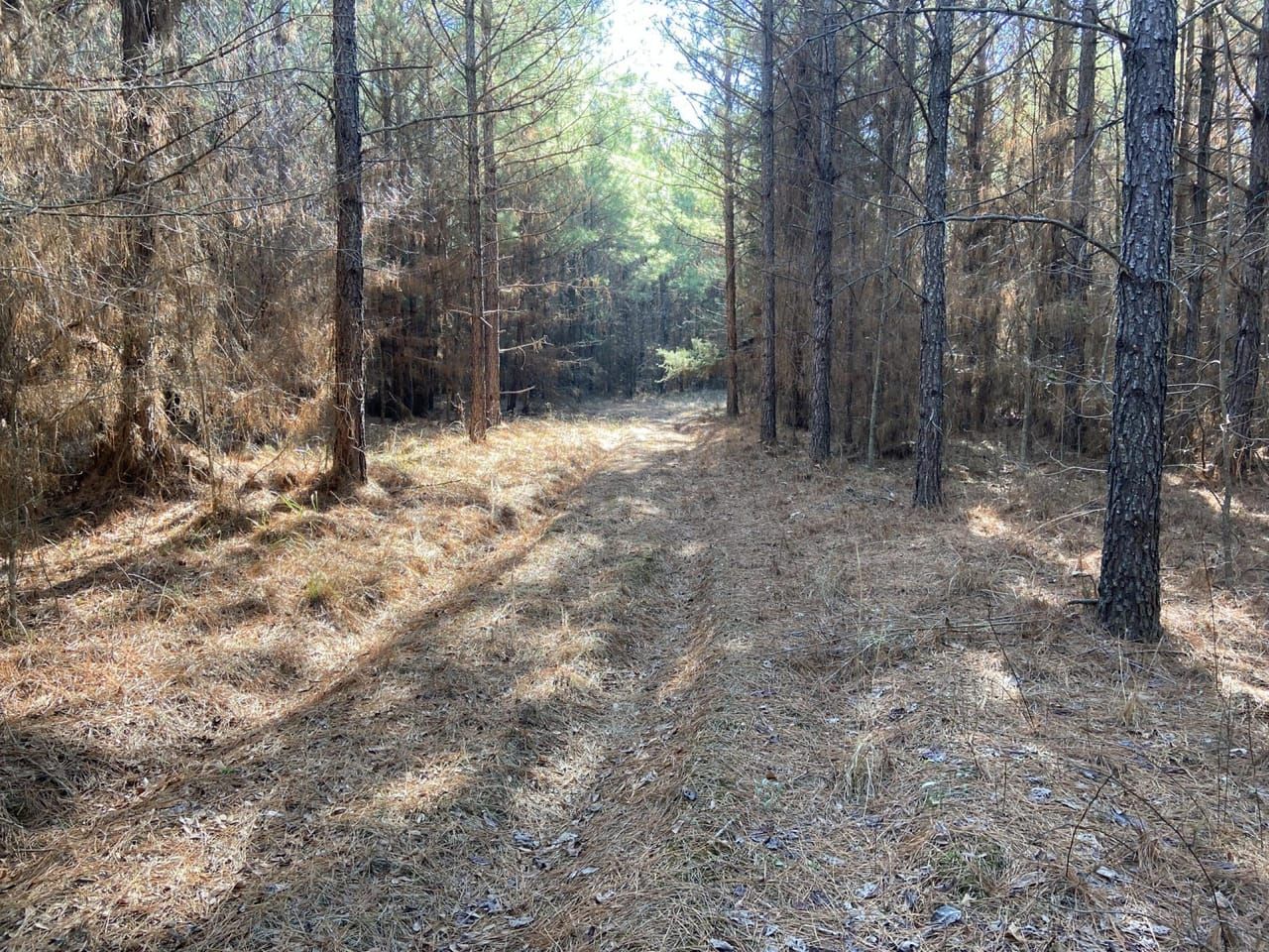 50.4 acres in Miller County, Arkansas