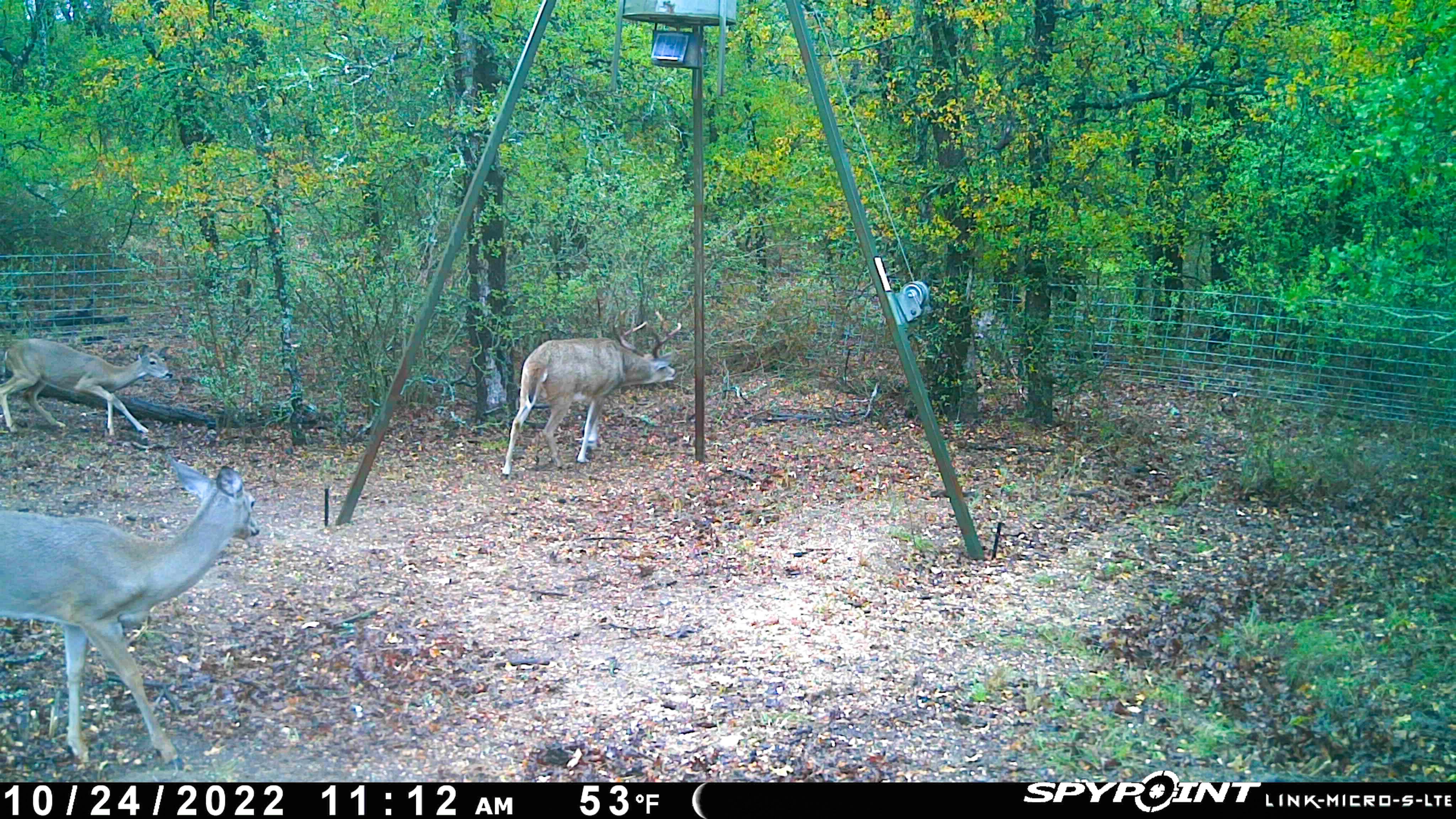 52.11 acres in Desdemona, TX, 76445 MLS 20539172