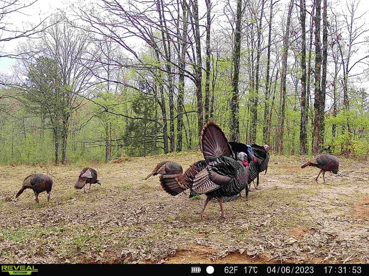 120 acres in Cross County, Arkansas