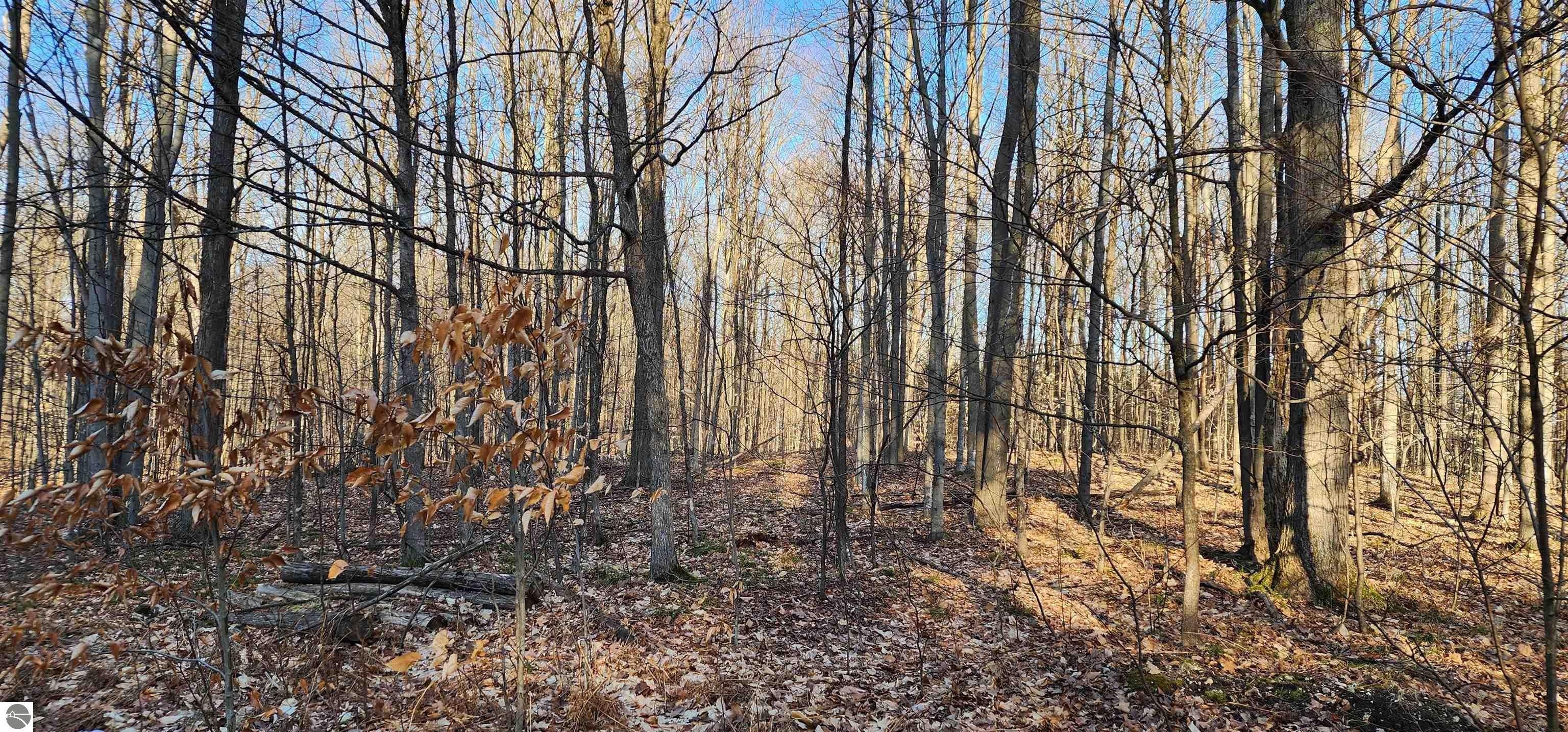20 acres in Missaukee County, Michigan